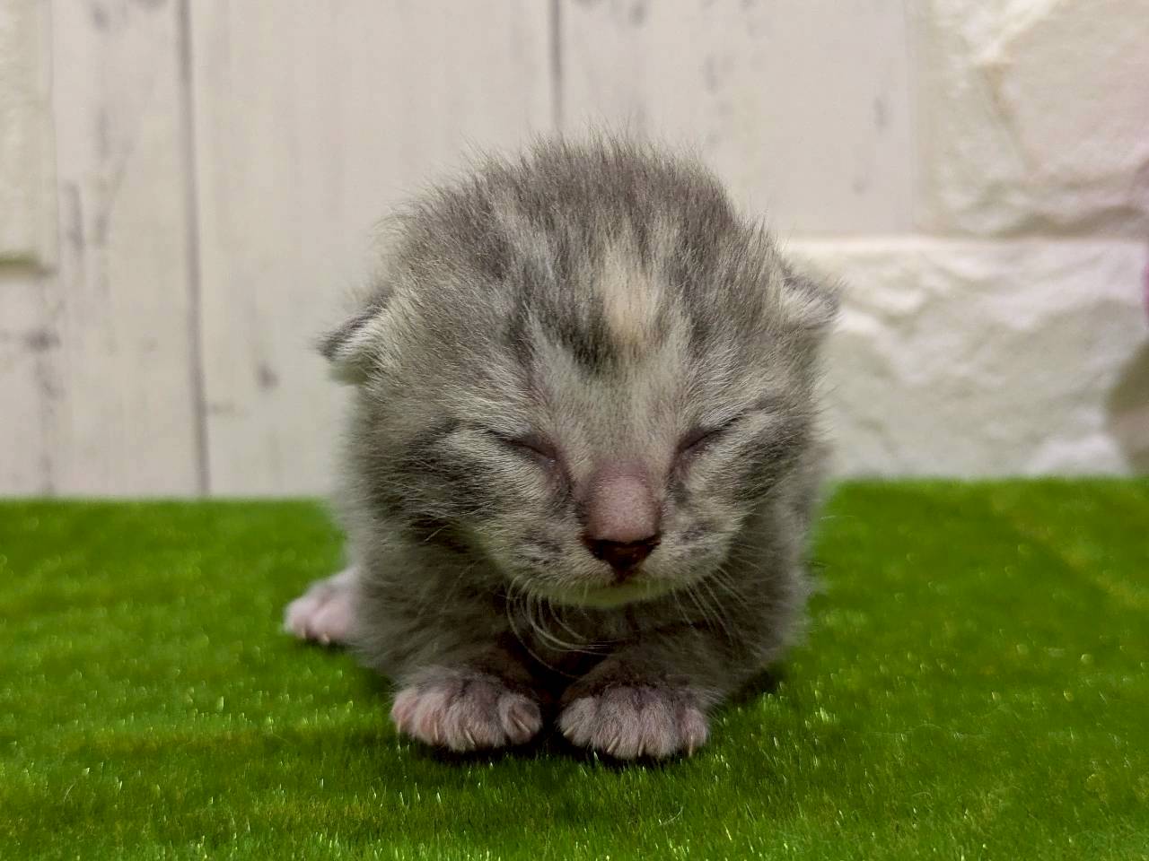 赤ちゃん写真1-1