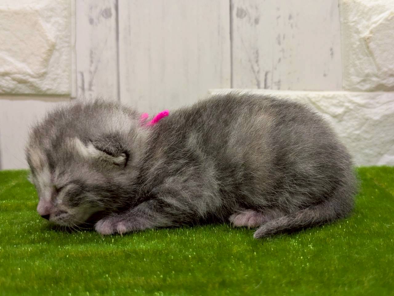 赤ちゃん写真1-2