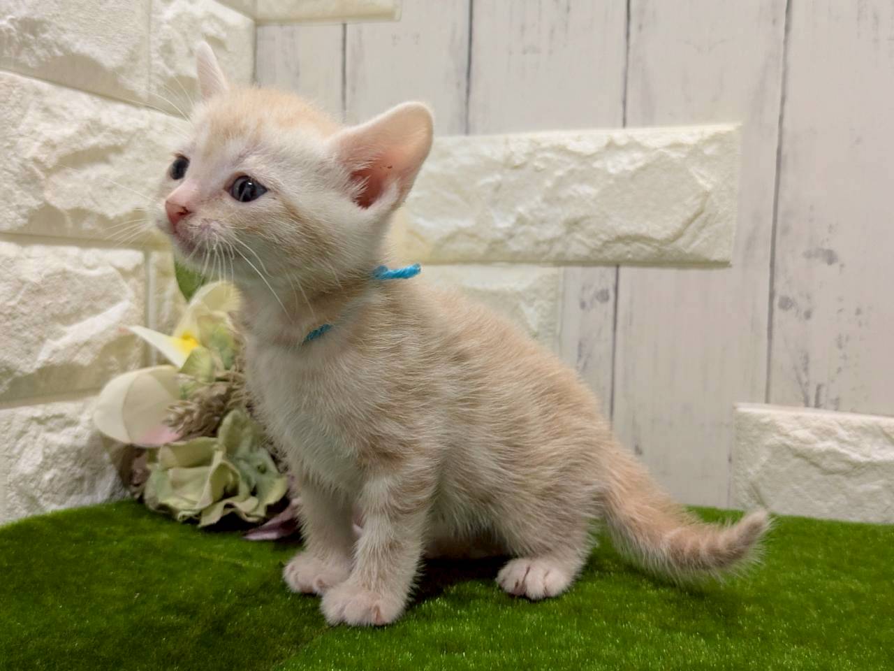 赤ちゃん写真2-2