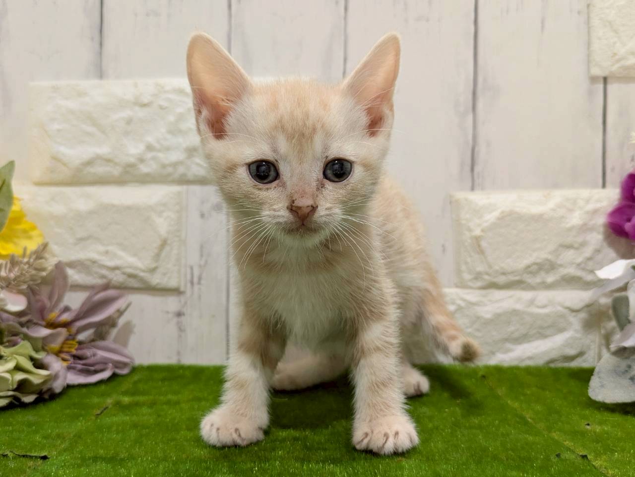 赤ちゃん写真3-1