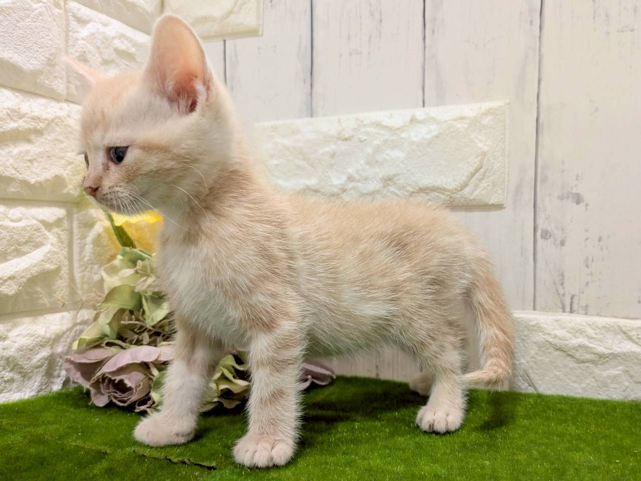 赤ちゃん写真3-2