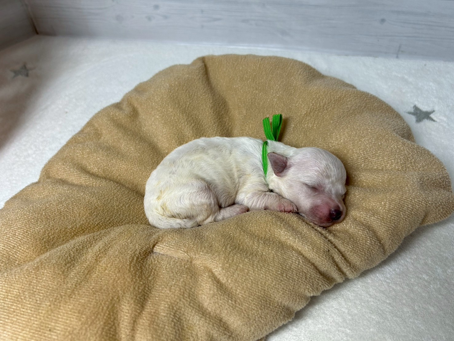 赤ちゃん写真1-2