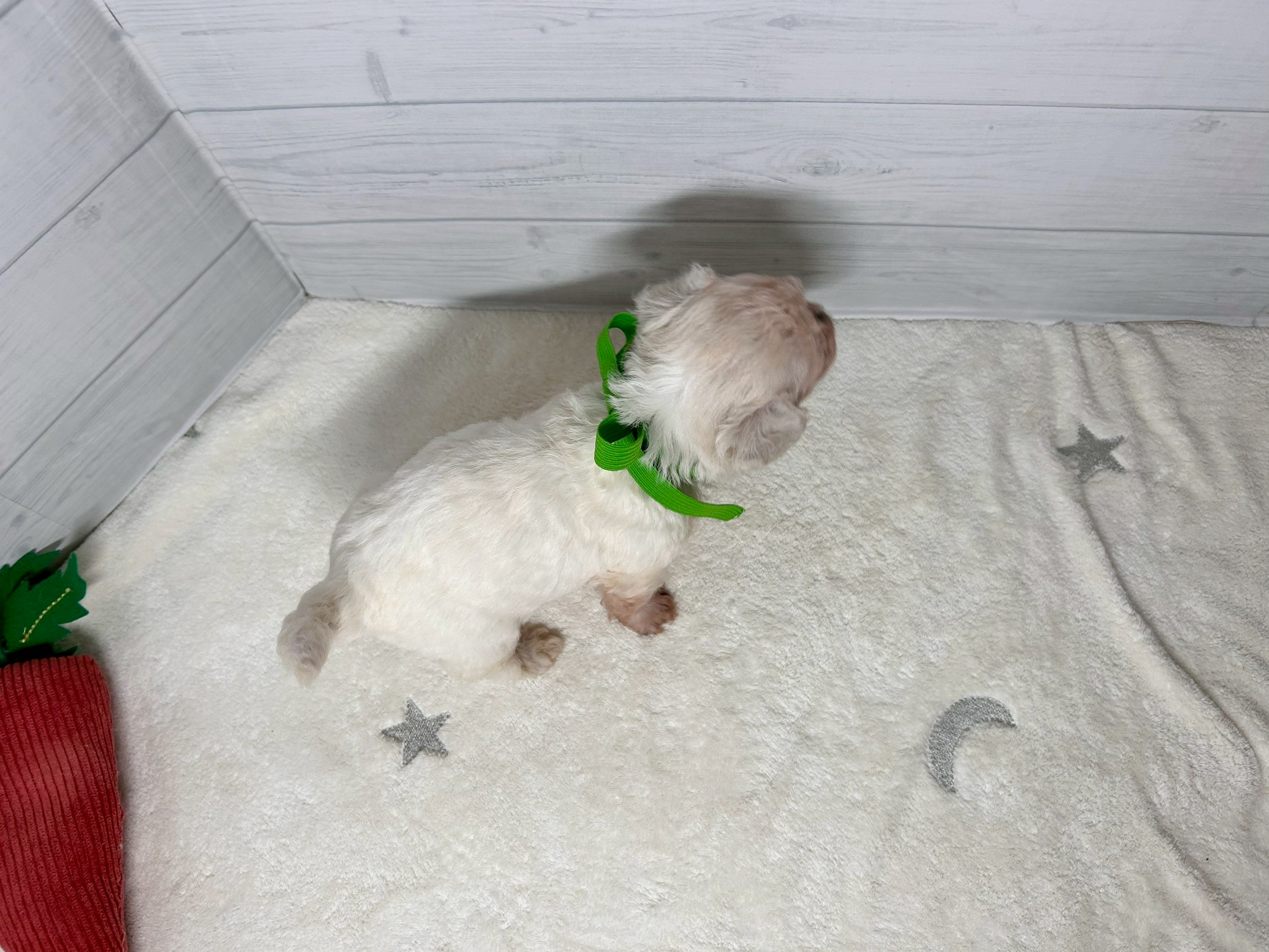 赤ちゃん写真2-3