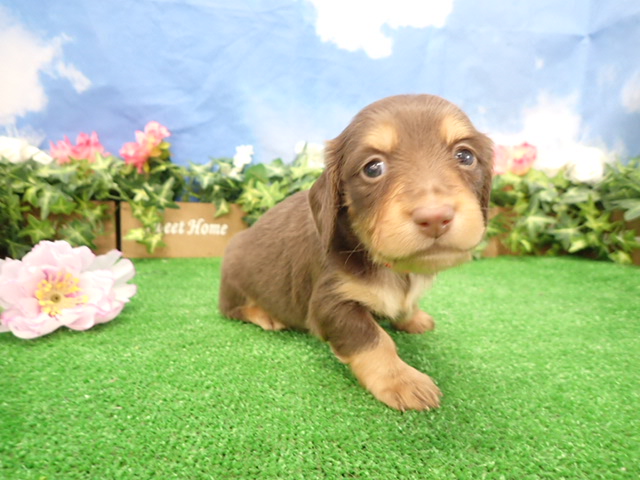 ミニチュア・ダックスフンド