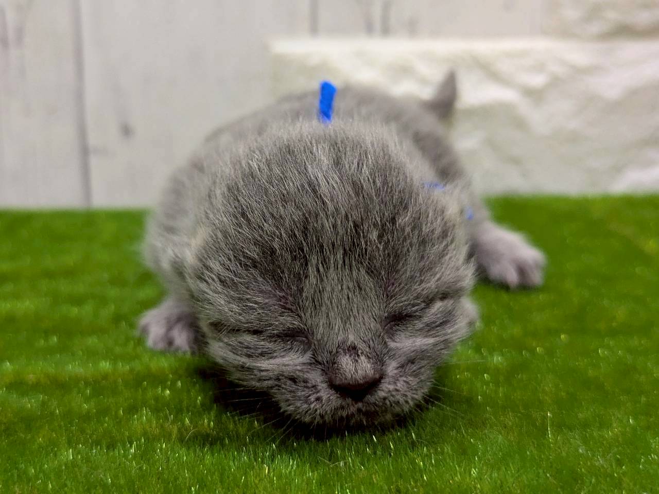 赤ちゃん写真1-1