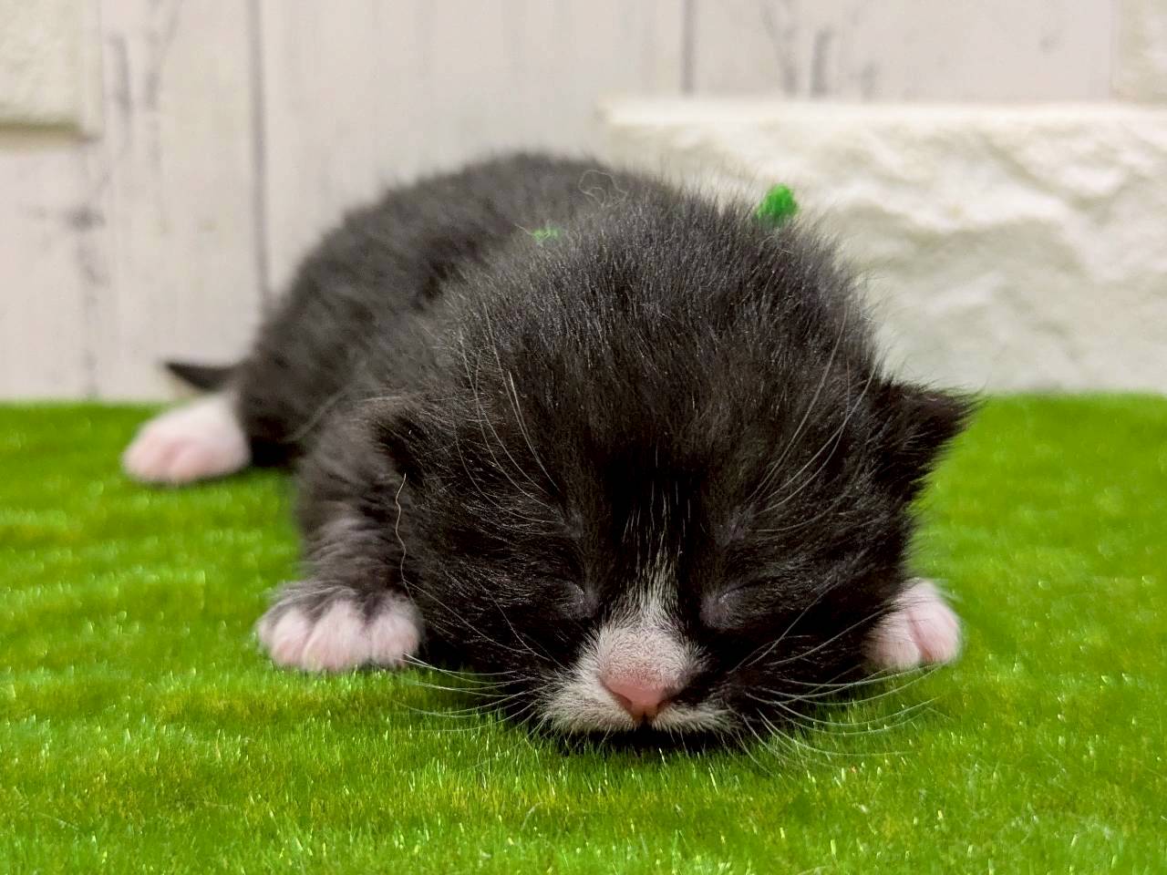 赤ちゃん写真1-1