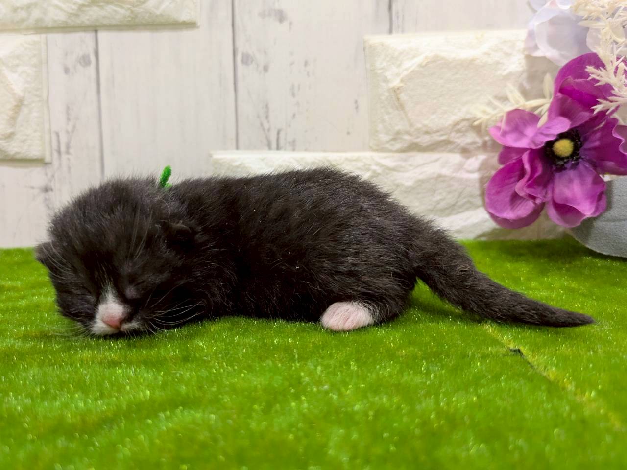 赤ちゃん写真1-2