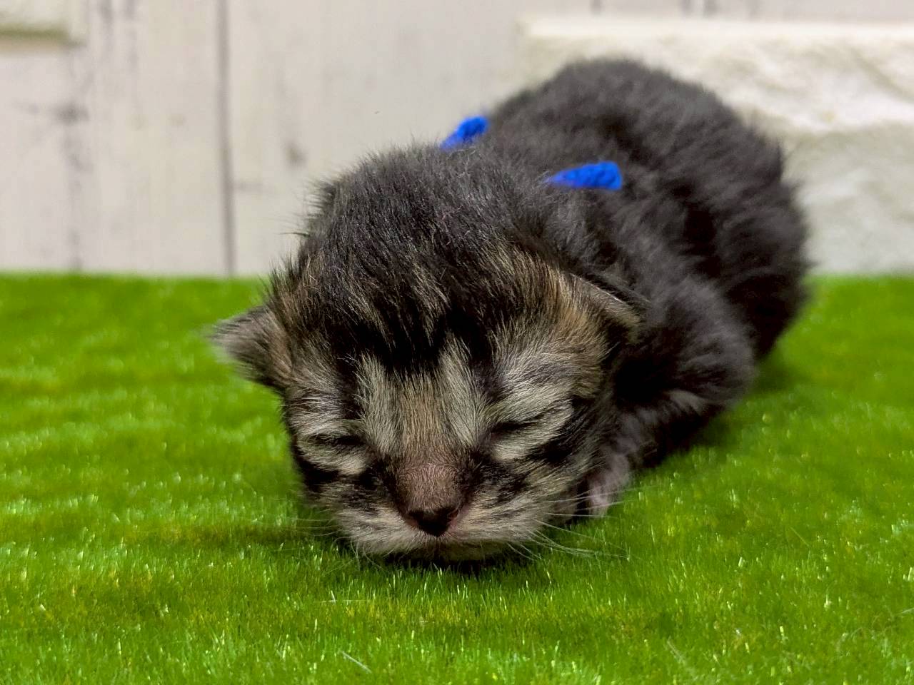 赤ちゃん写真1-1