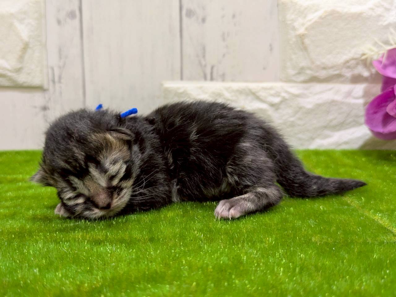 赤ちゃん写真1-2