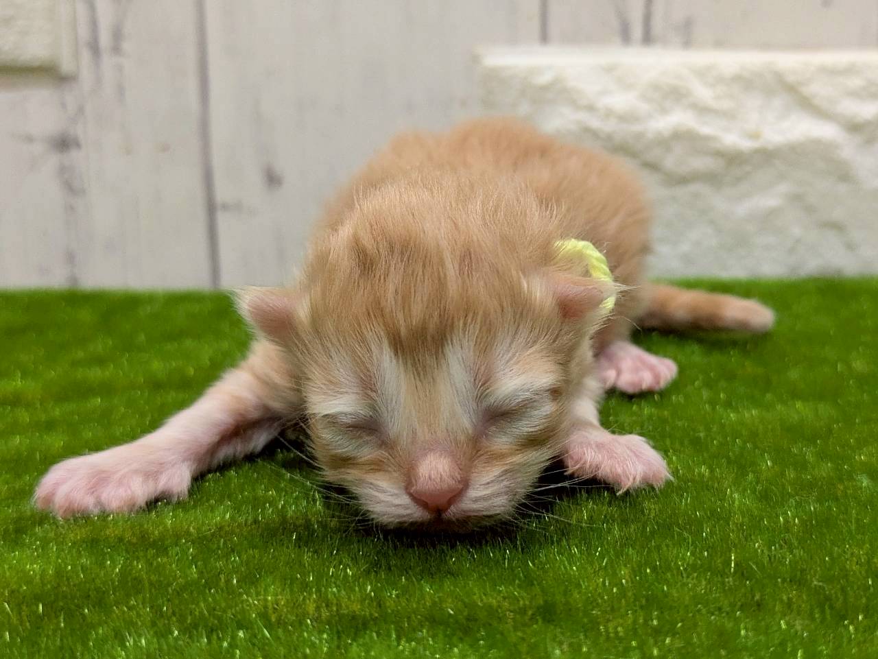 赤ちゃん写真1-1