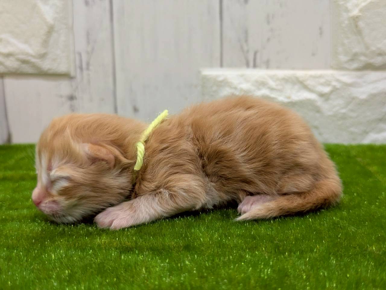 赤ちゃん写真1-2