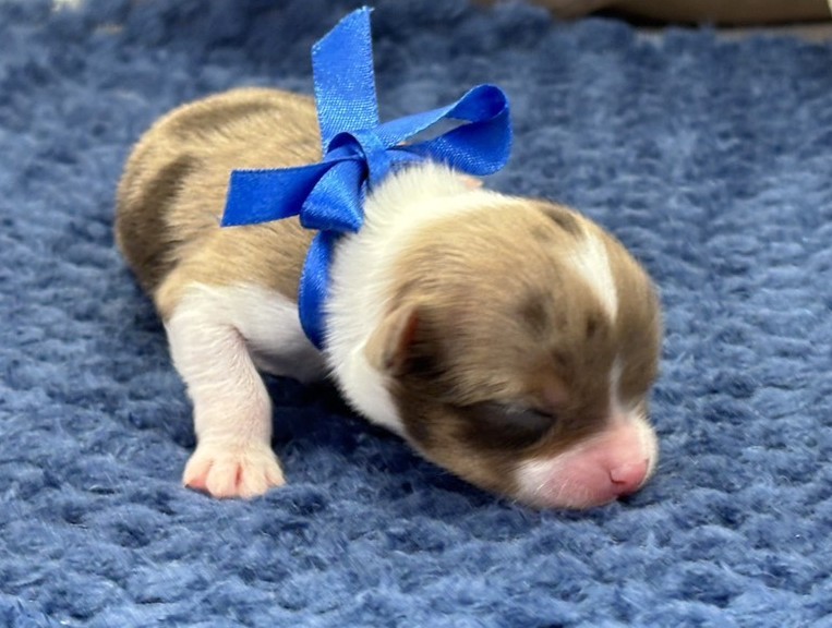 チワワ（ロングコート）