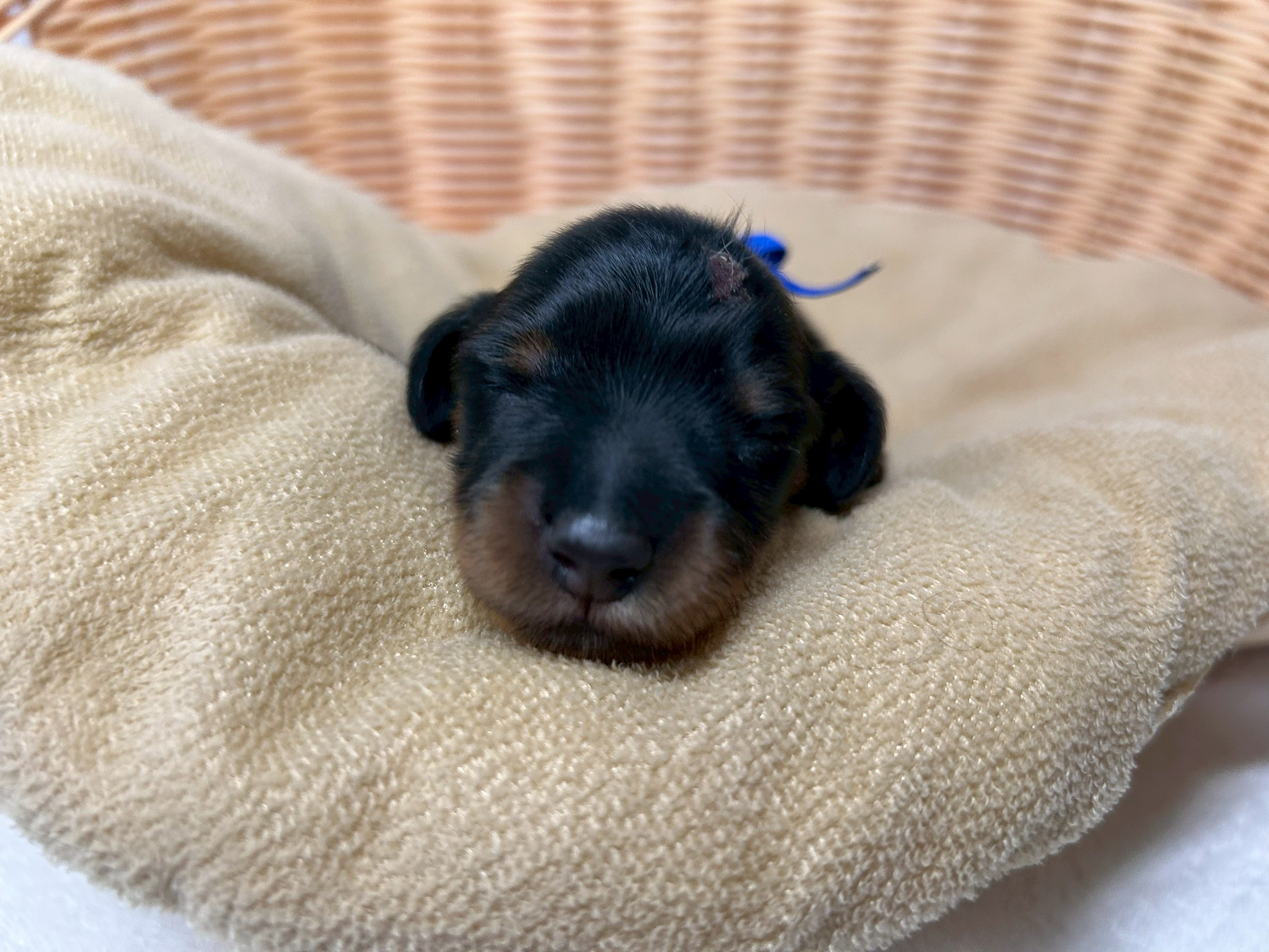 赤ちゃん写真1-1