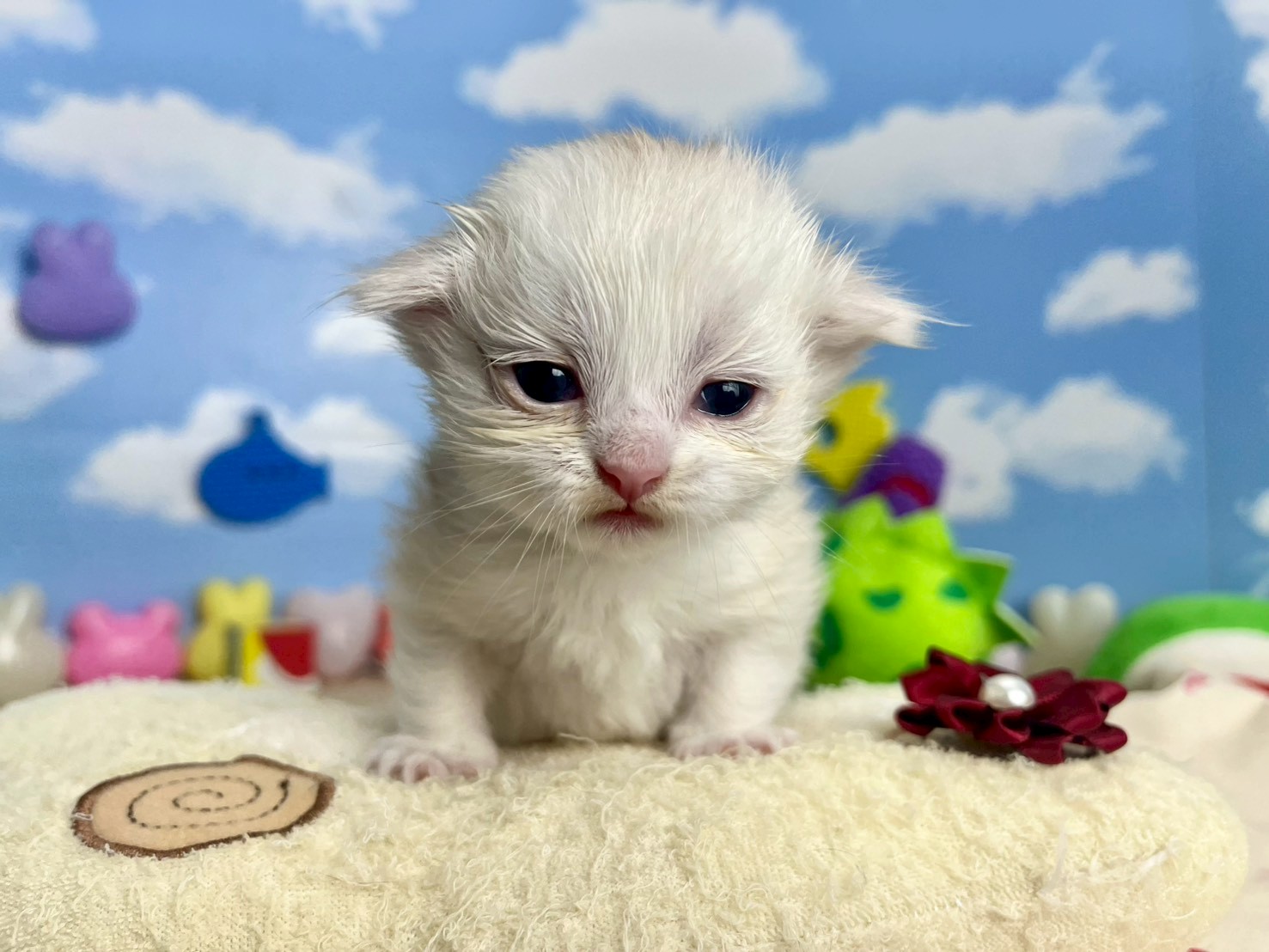 マンチカン（長足）