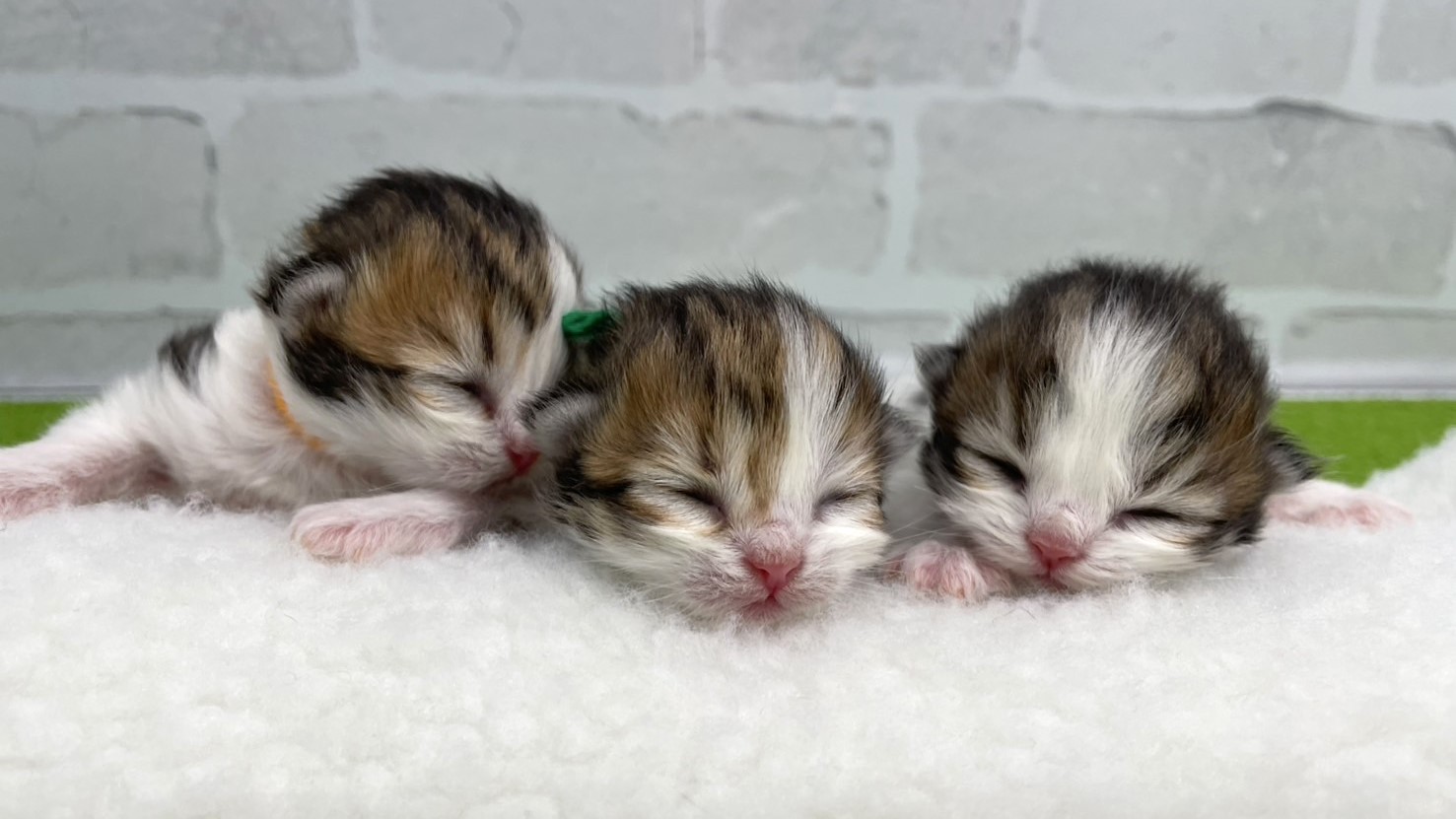 赤ちゃん写真1-3