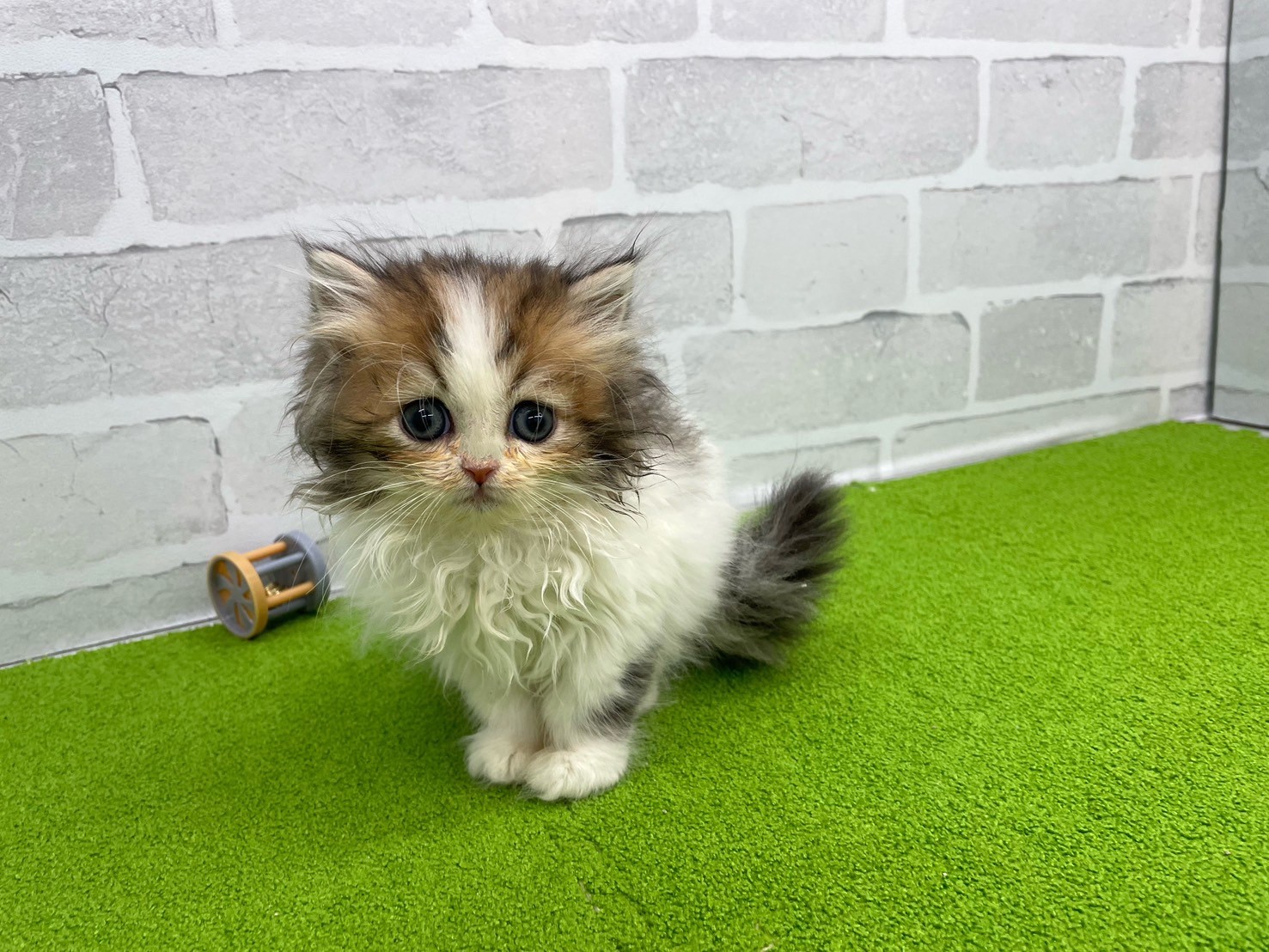 赤ちゃん写真3-1