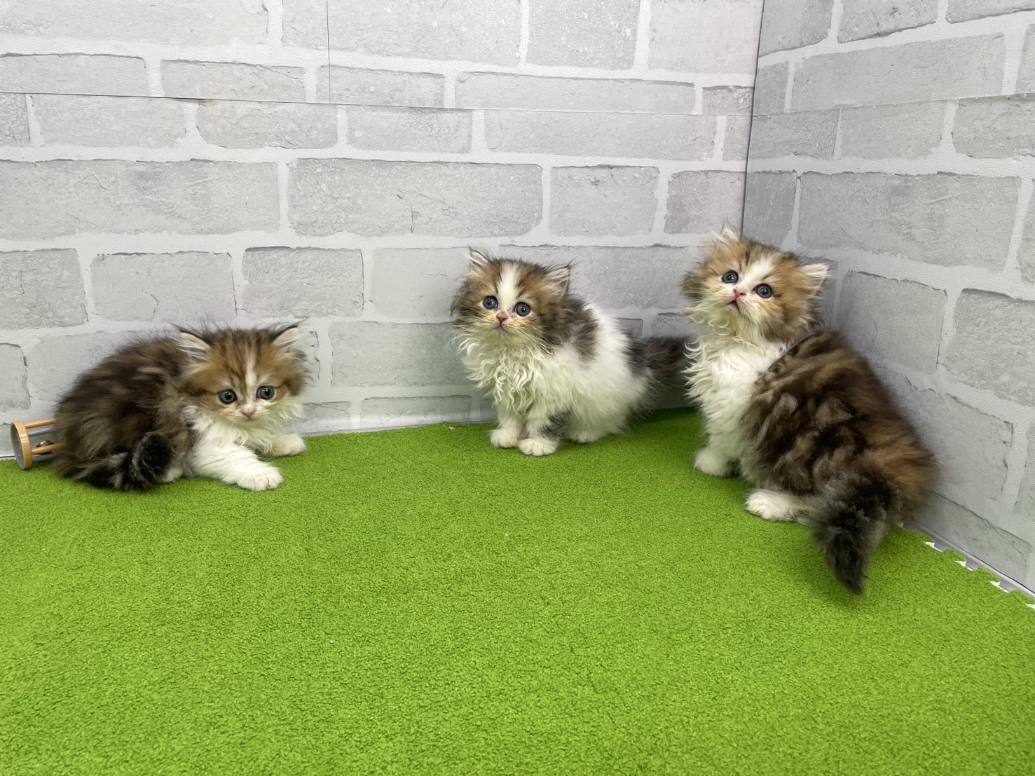 赤ちゃん写真3-3
