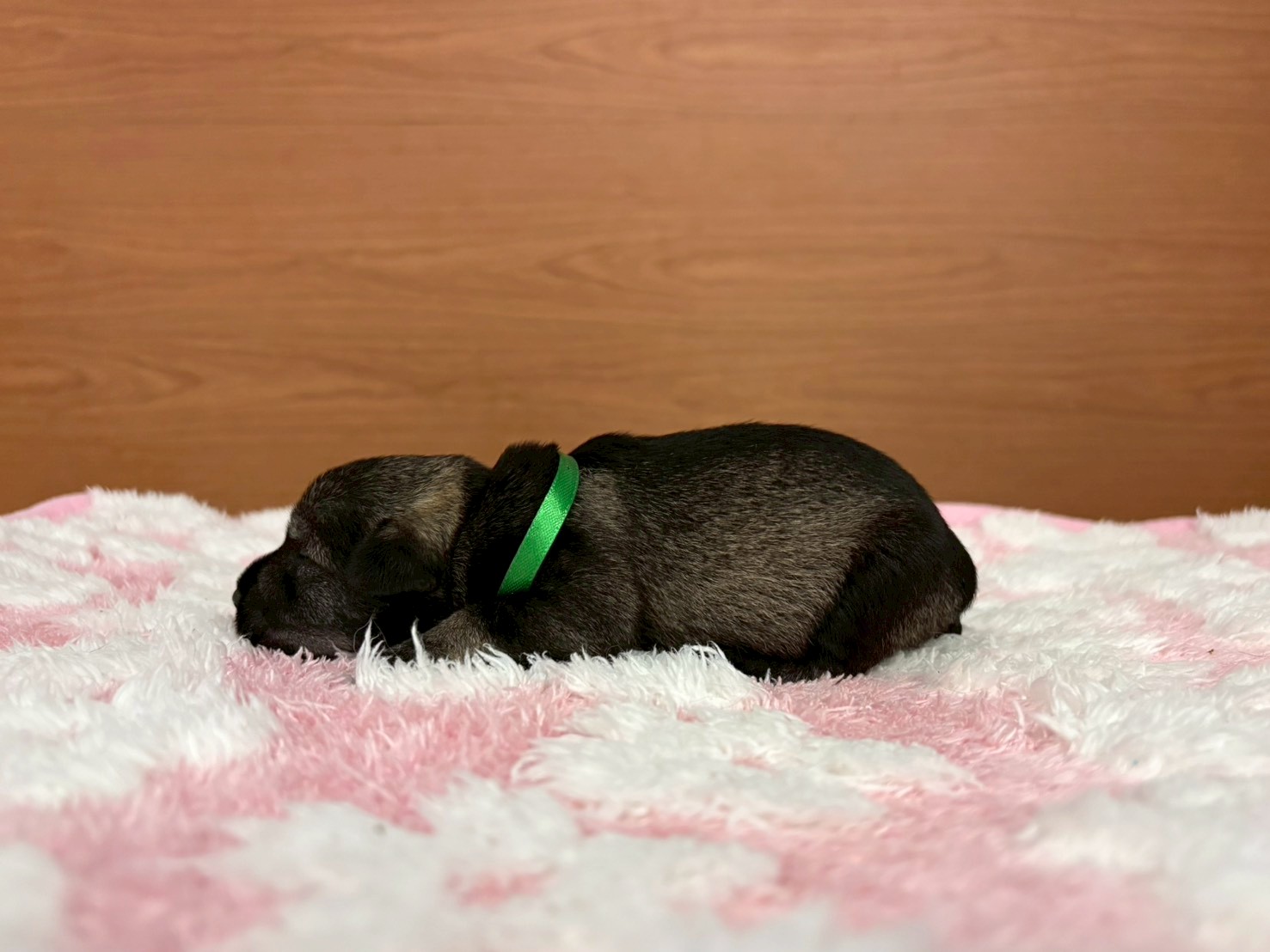 赤ちゃん写真1-2