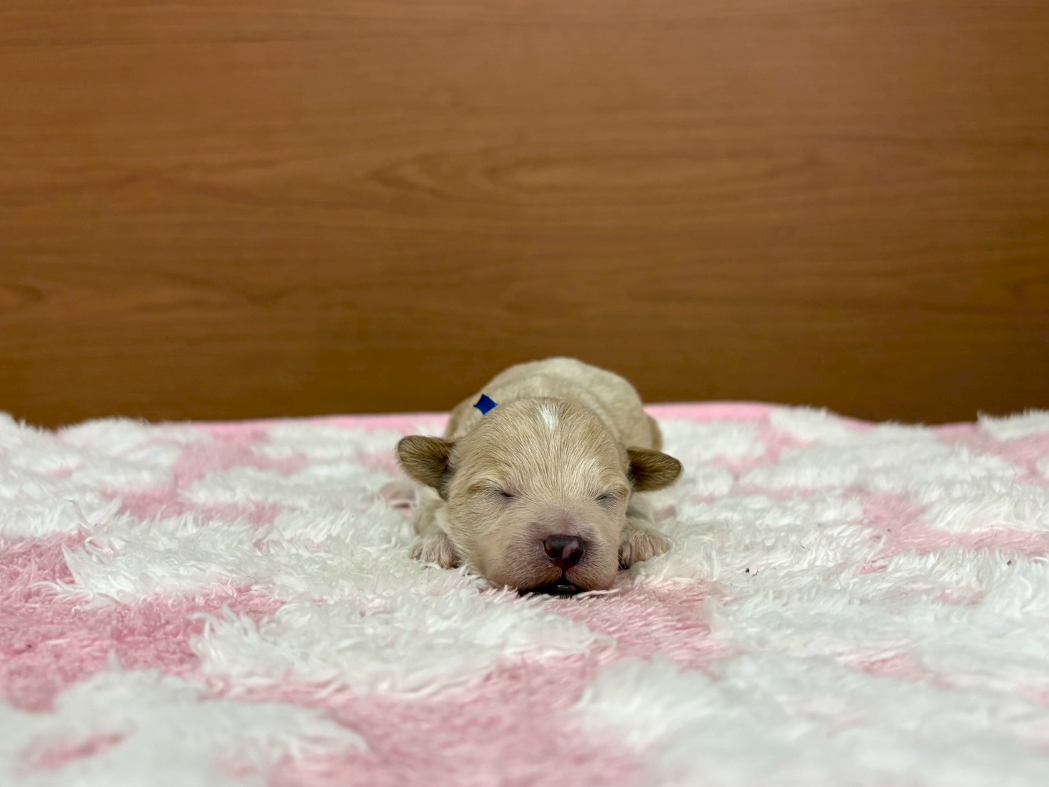 赤ちゃん写真1-1