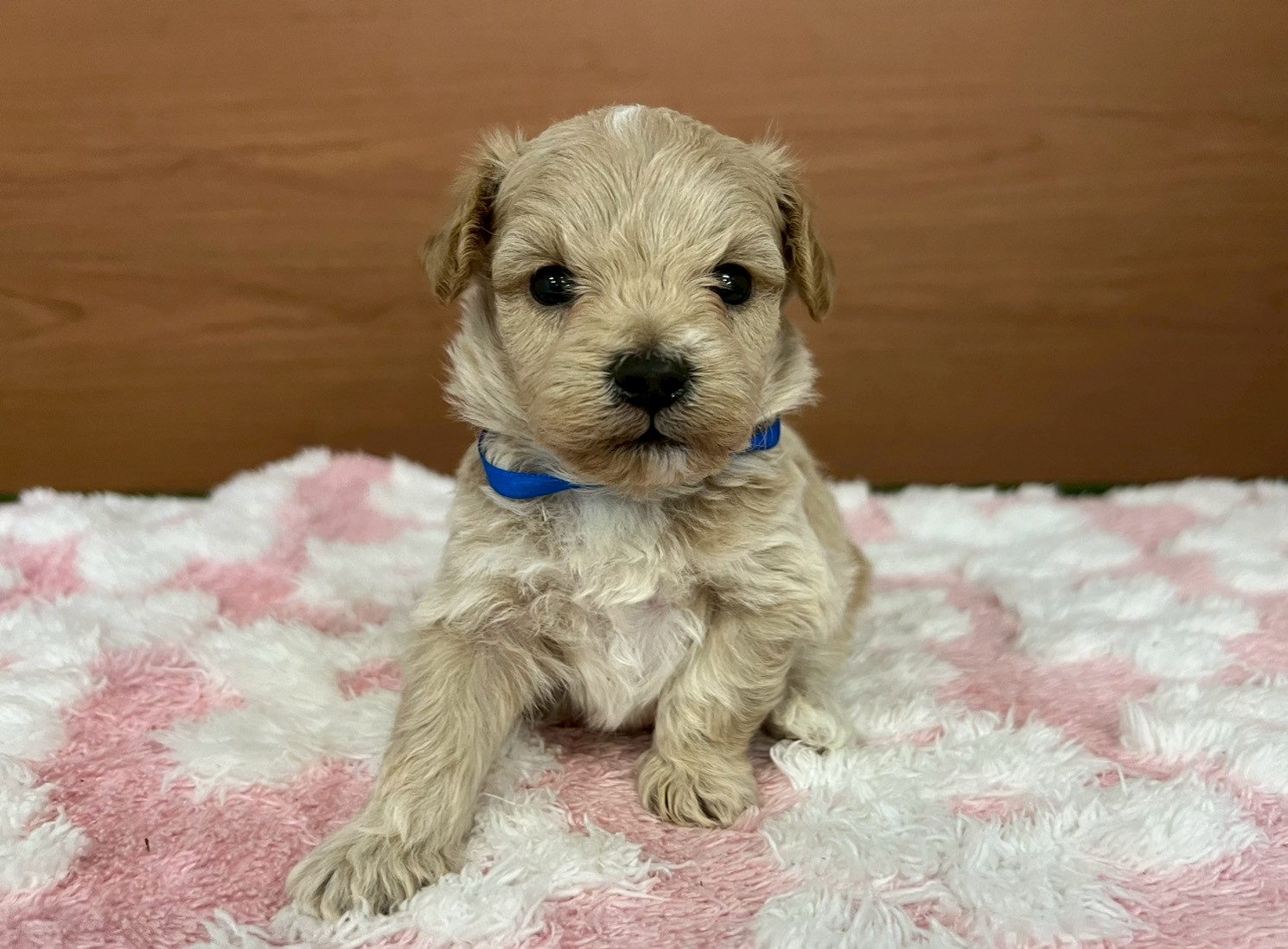 赤ちゃん写真2-1