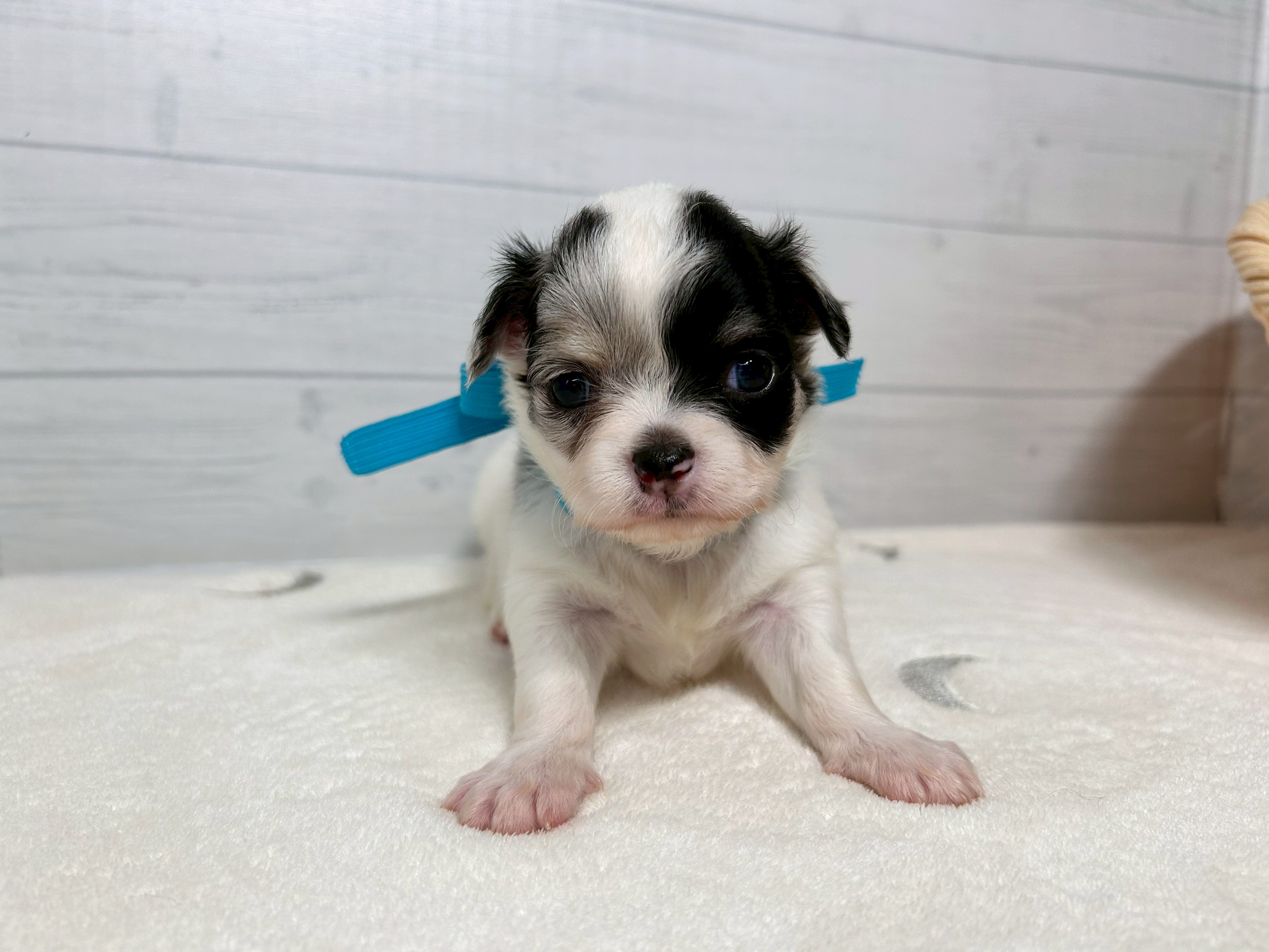 チワワ（ロングコート）