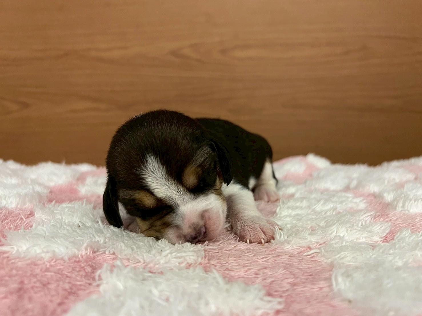 赤ちゃん写真1-1