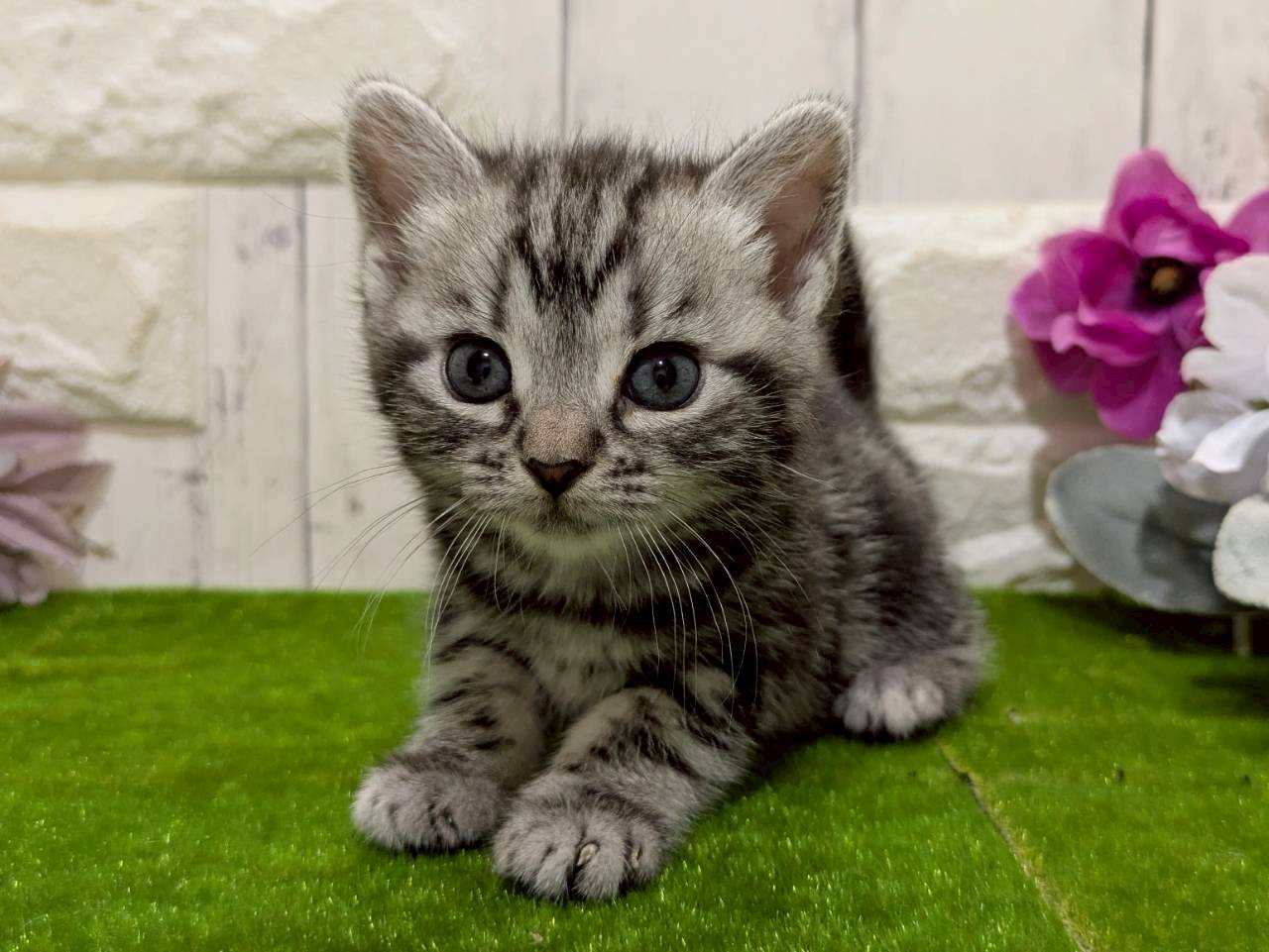 アメリカンショートヘアー