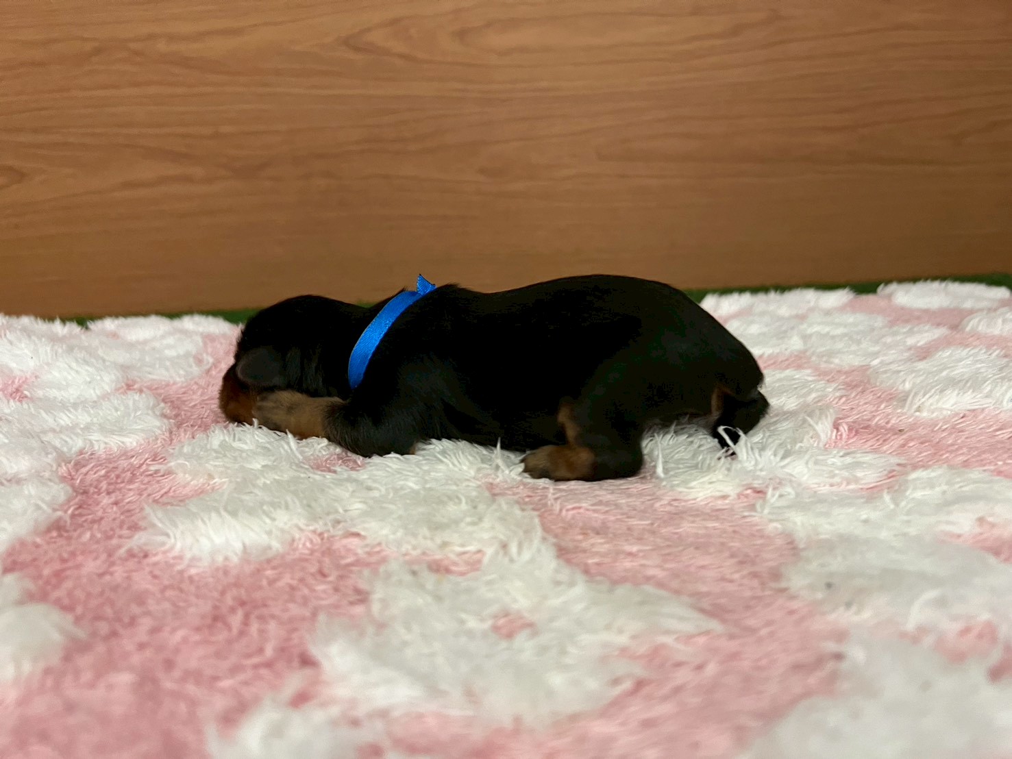 赤ちゃん写真1-2