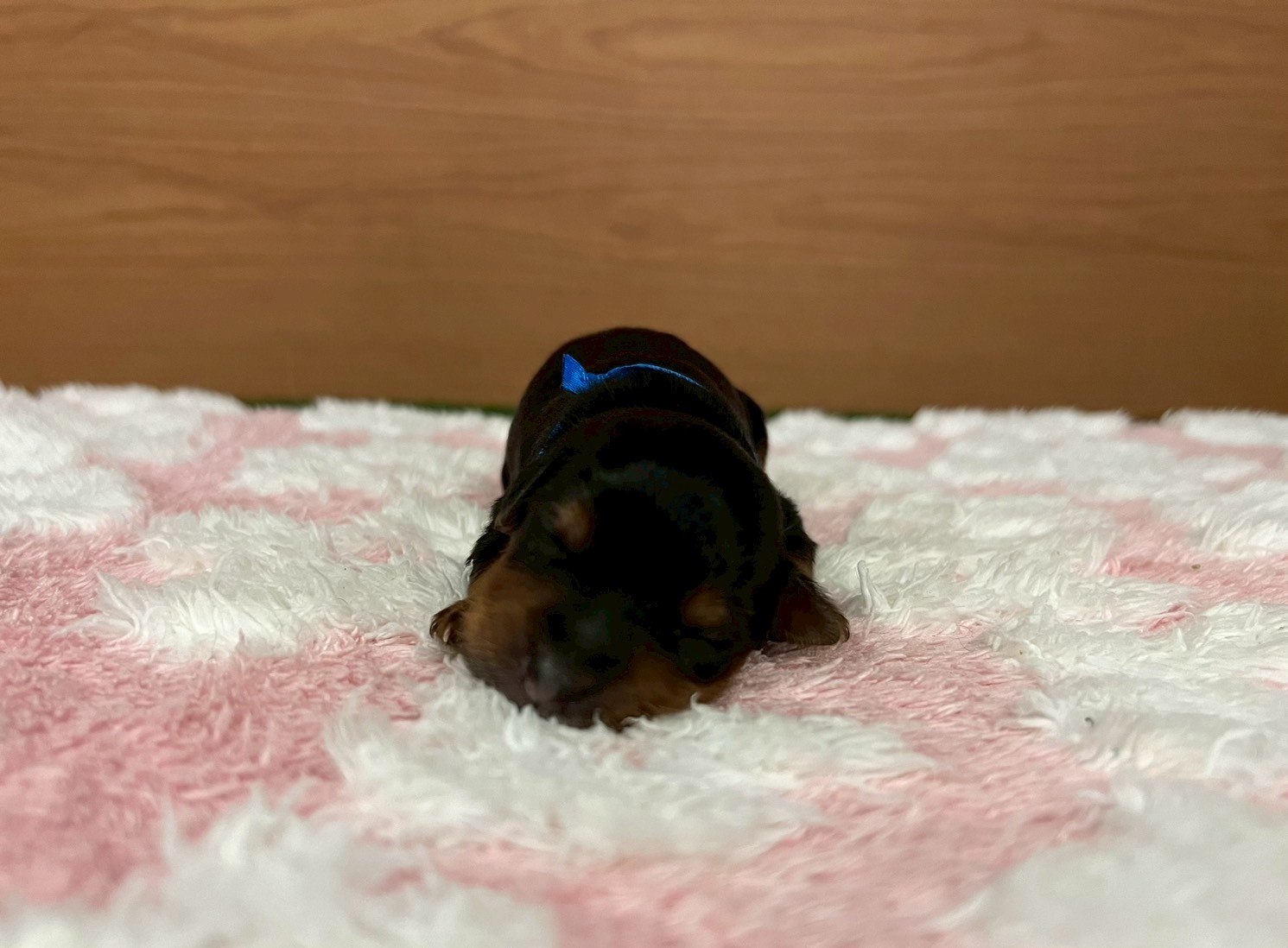 赤ちゃん写真1-1