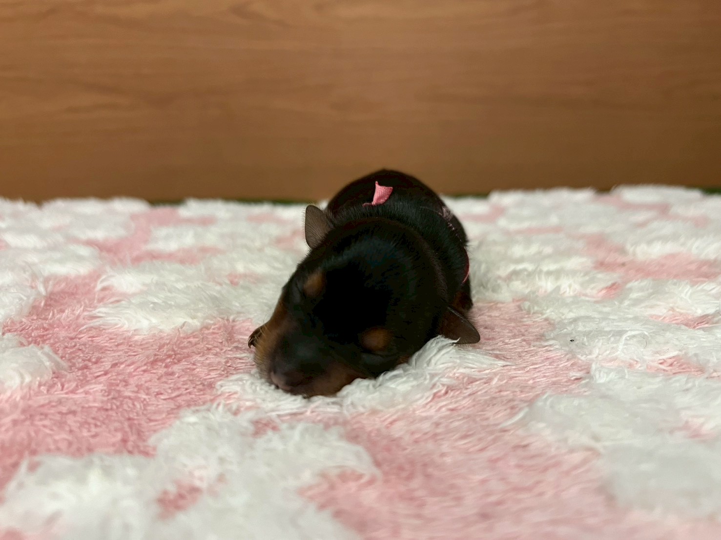 赤ちゃん写真1-1