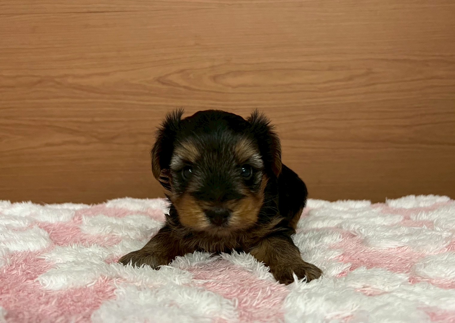 赤ちゃん写真2-1