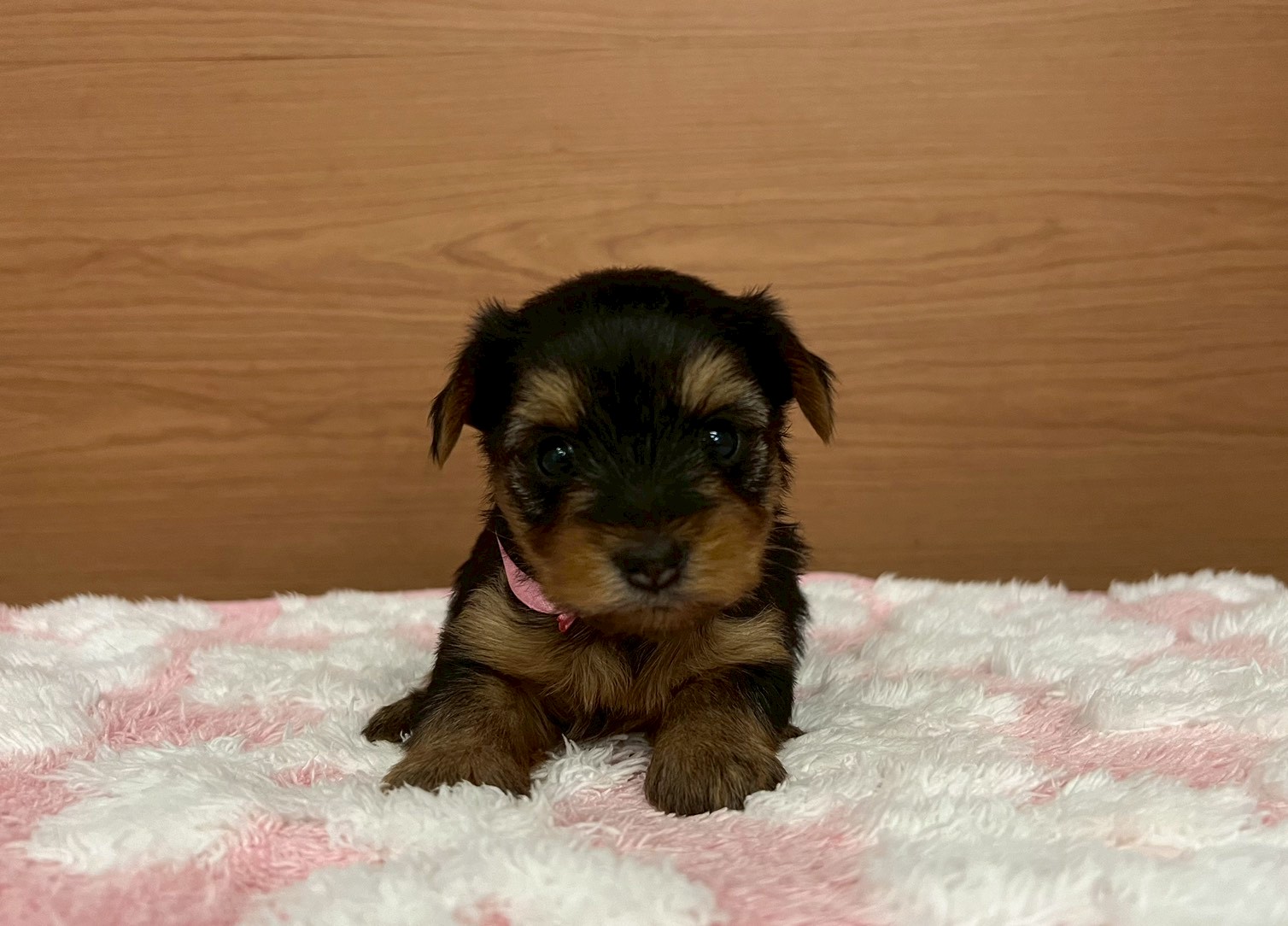 赤ちゃん写真2-1