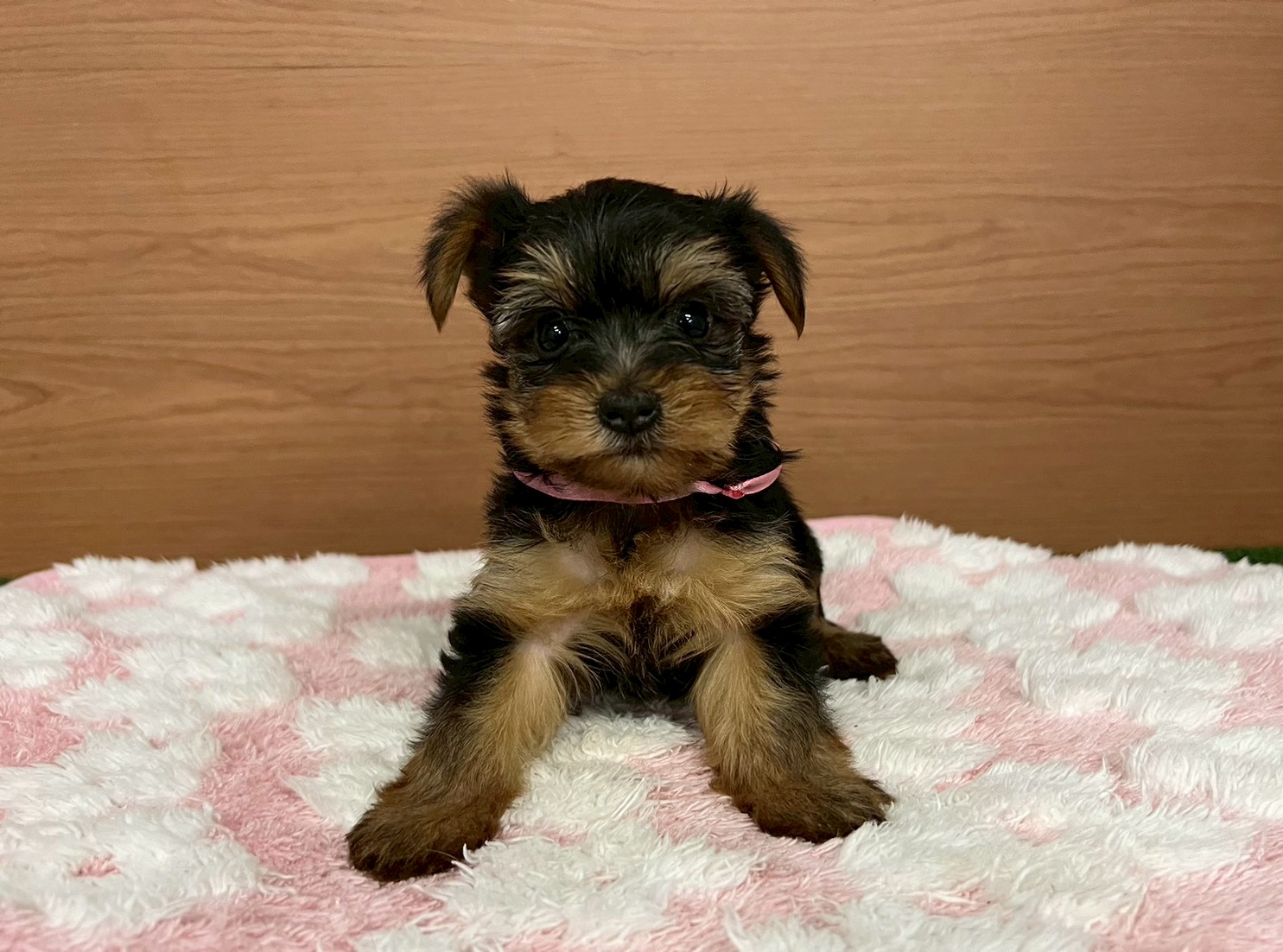 赤ちゃん写真3-1