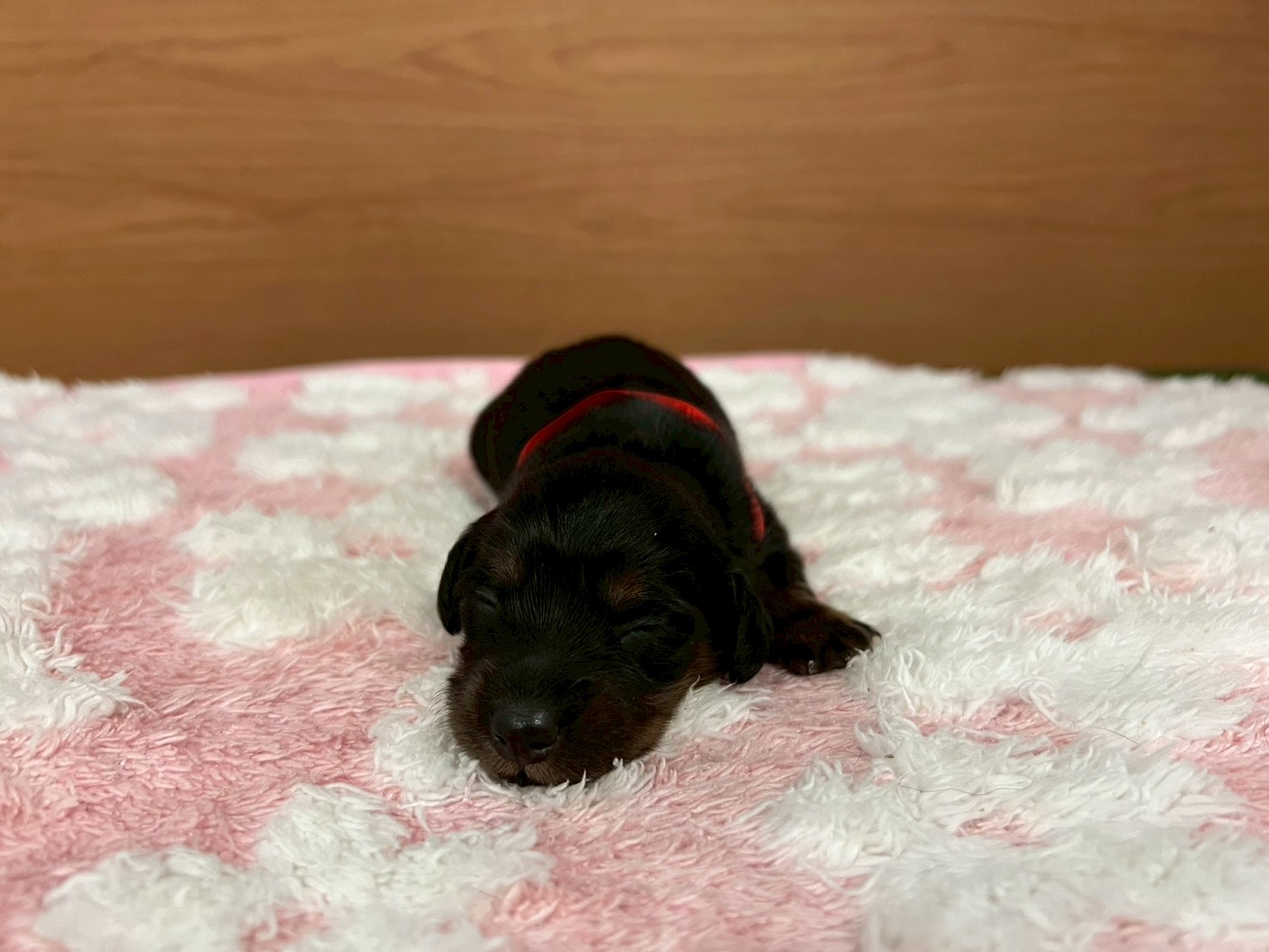 赤ちゃん写真1-1