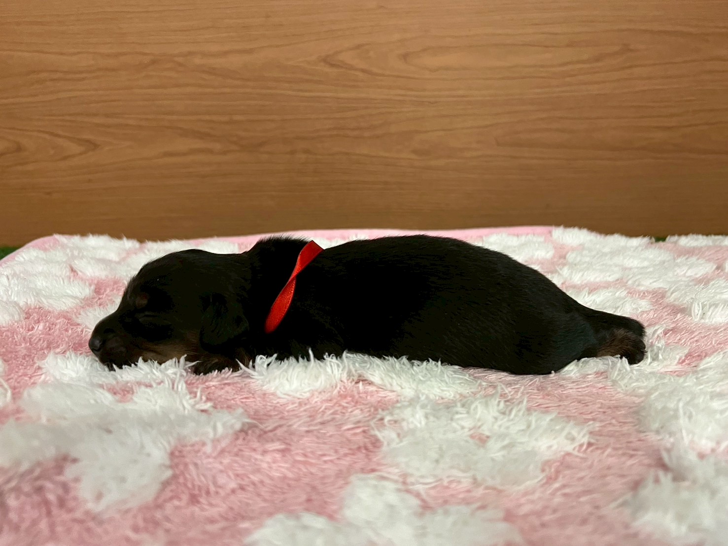 赤ちゃん写真1-2