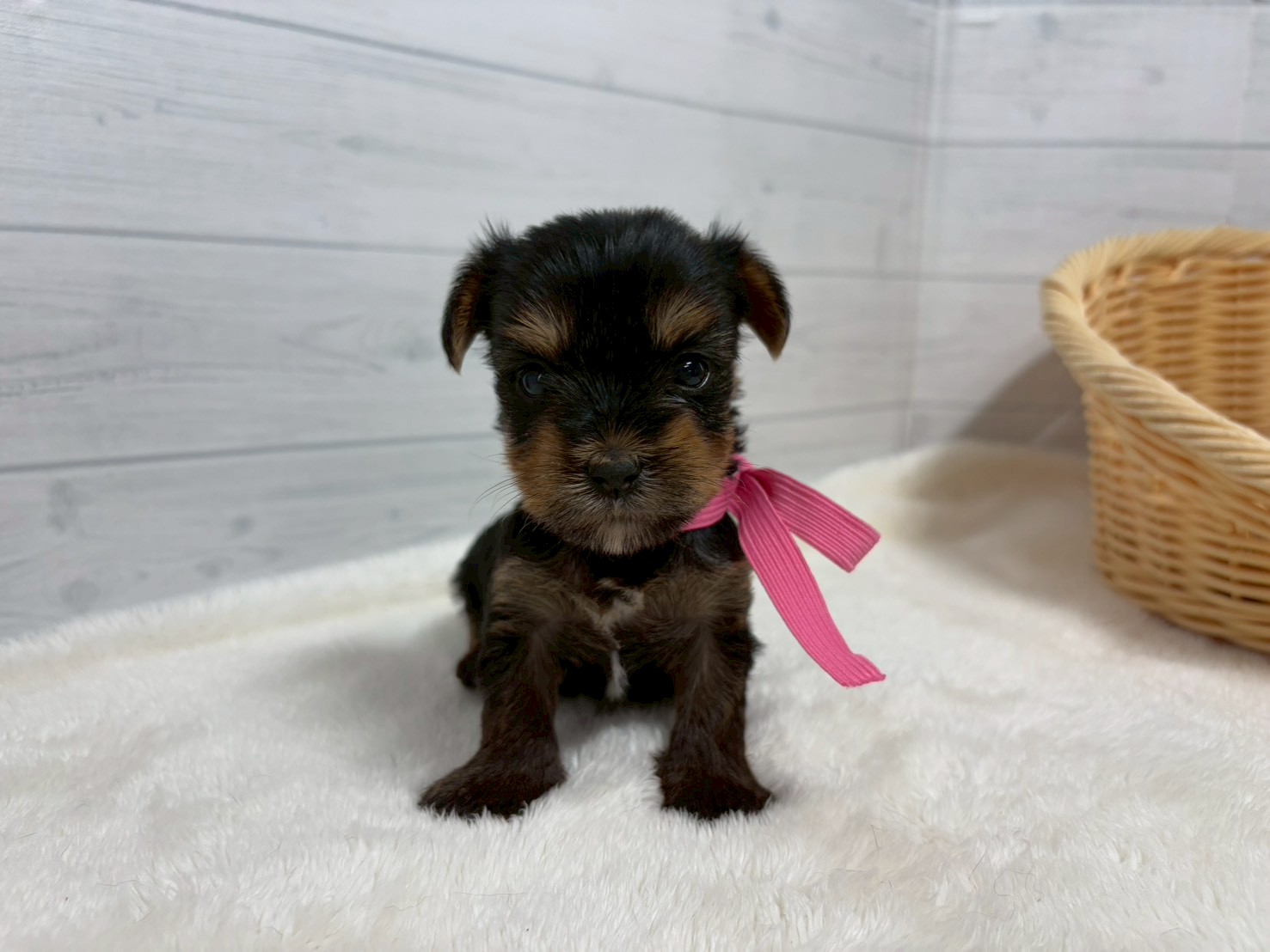 赤ちゃん写真2-1