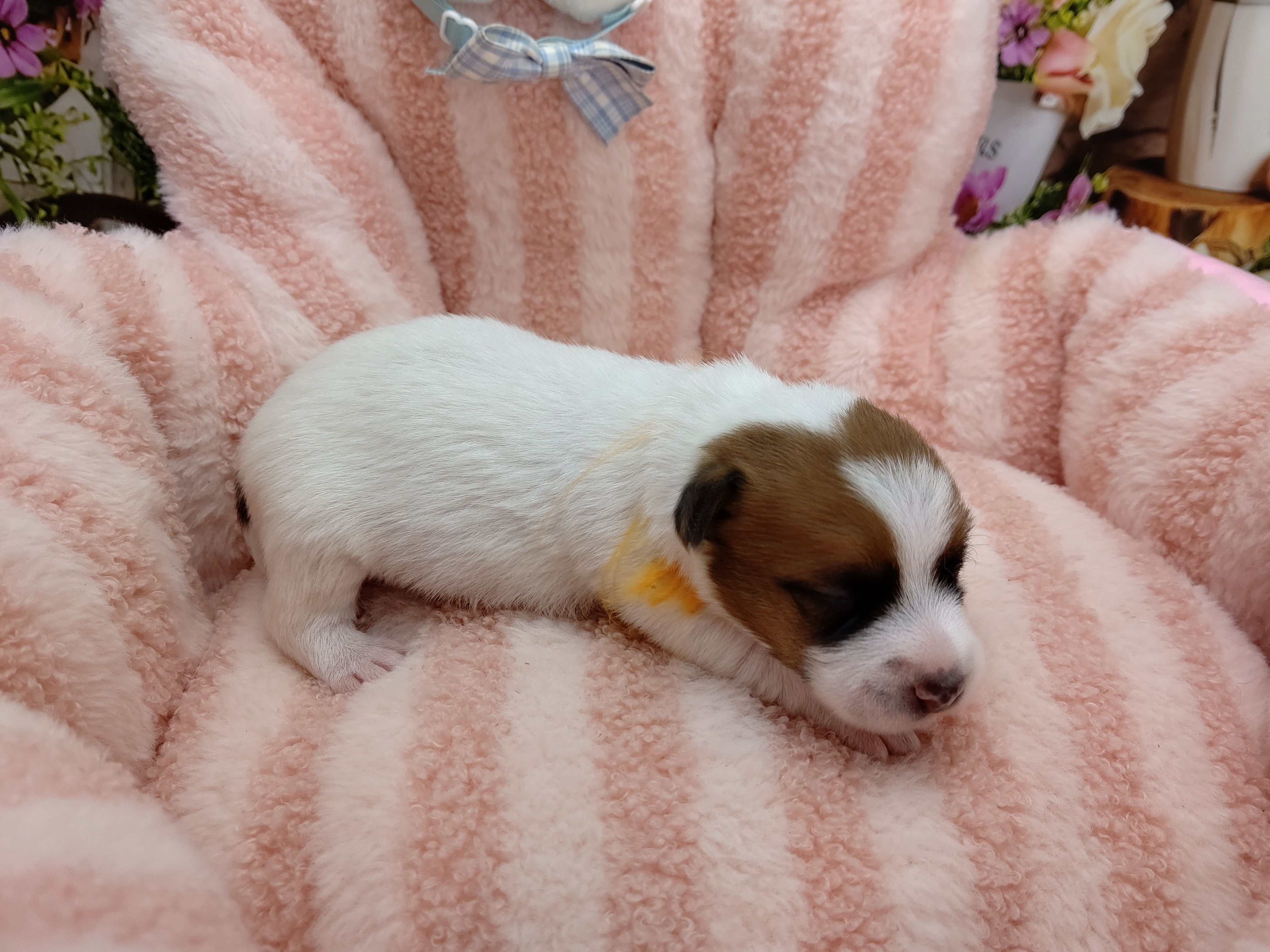 赤ちゃん写真1-2