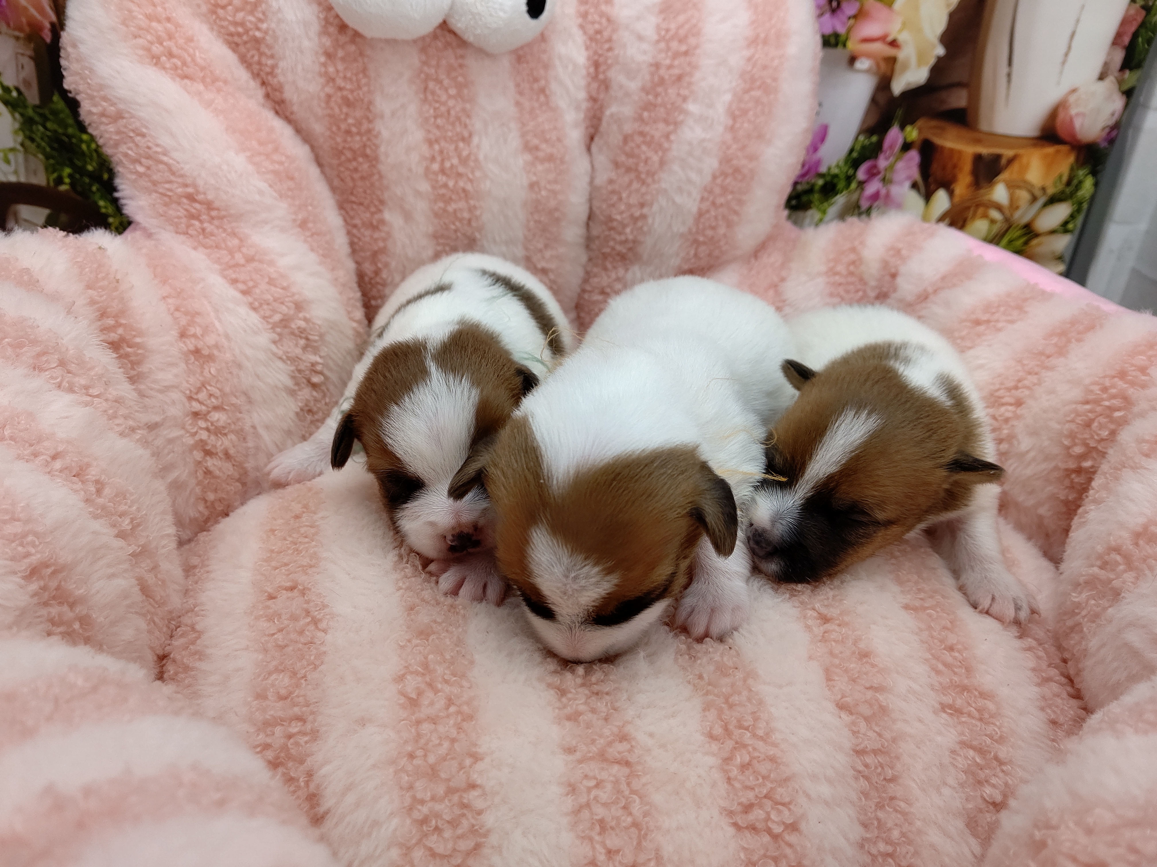 赤ちゃん写真1-3