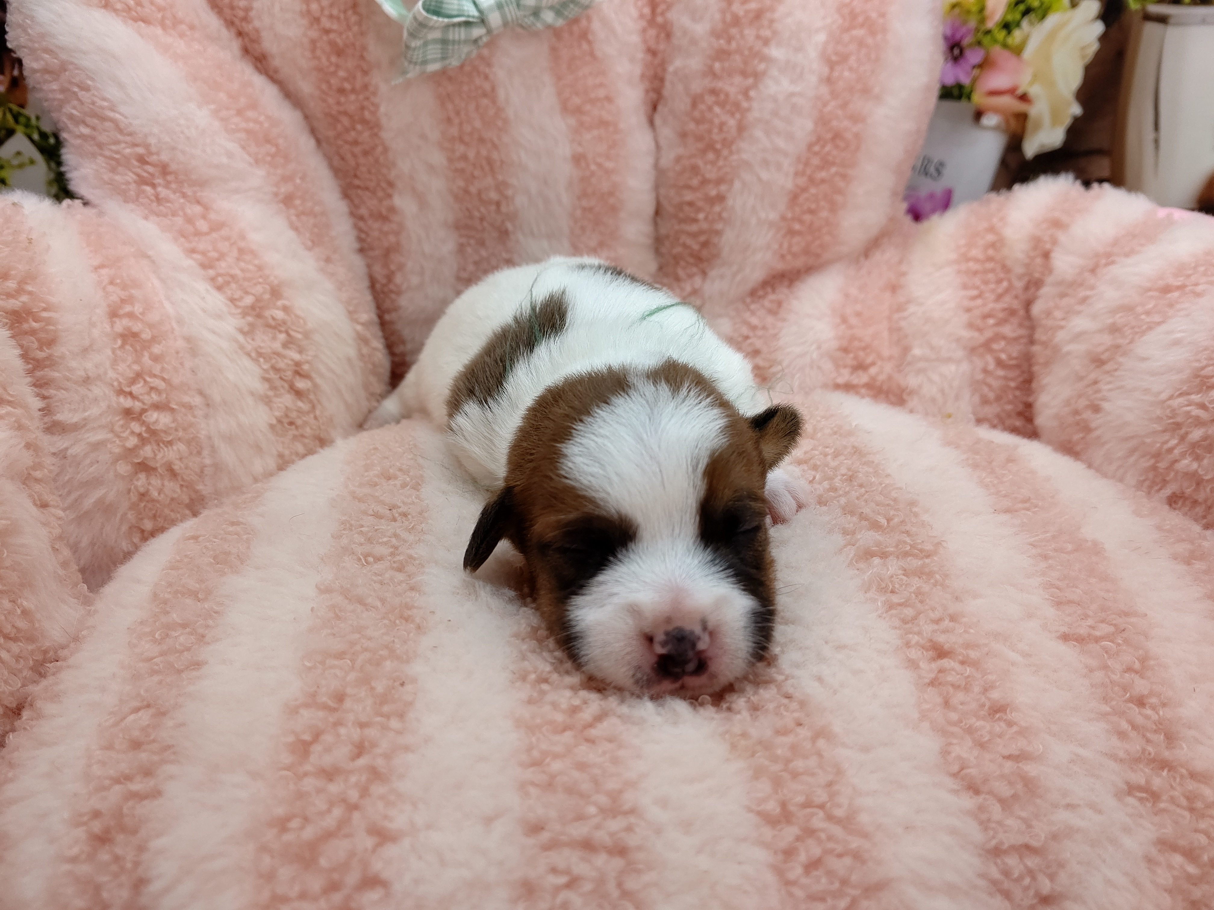 赤ちゃん写真1-1