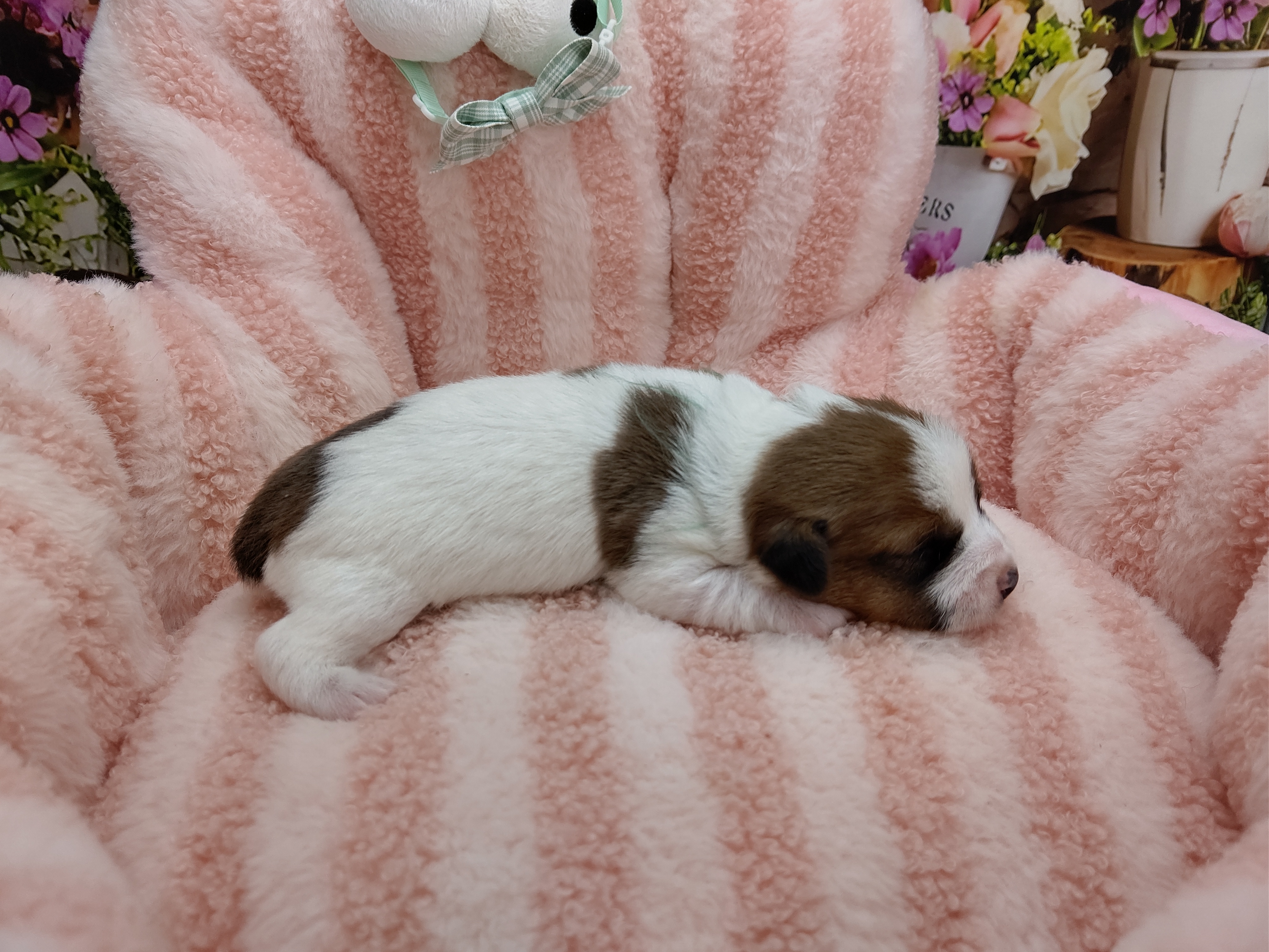 赤ちゃん写真1-2