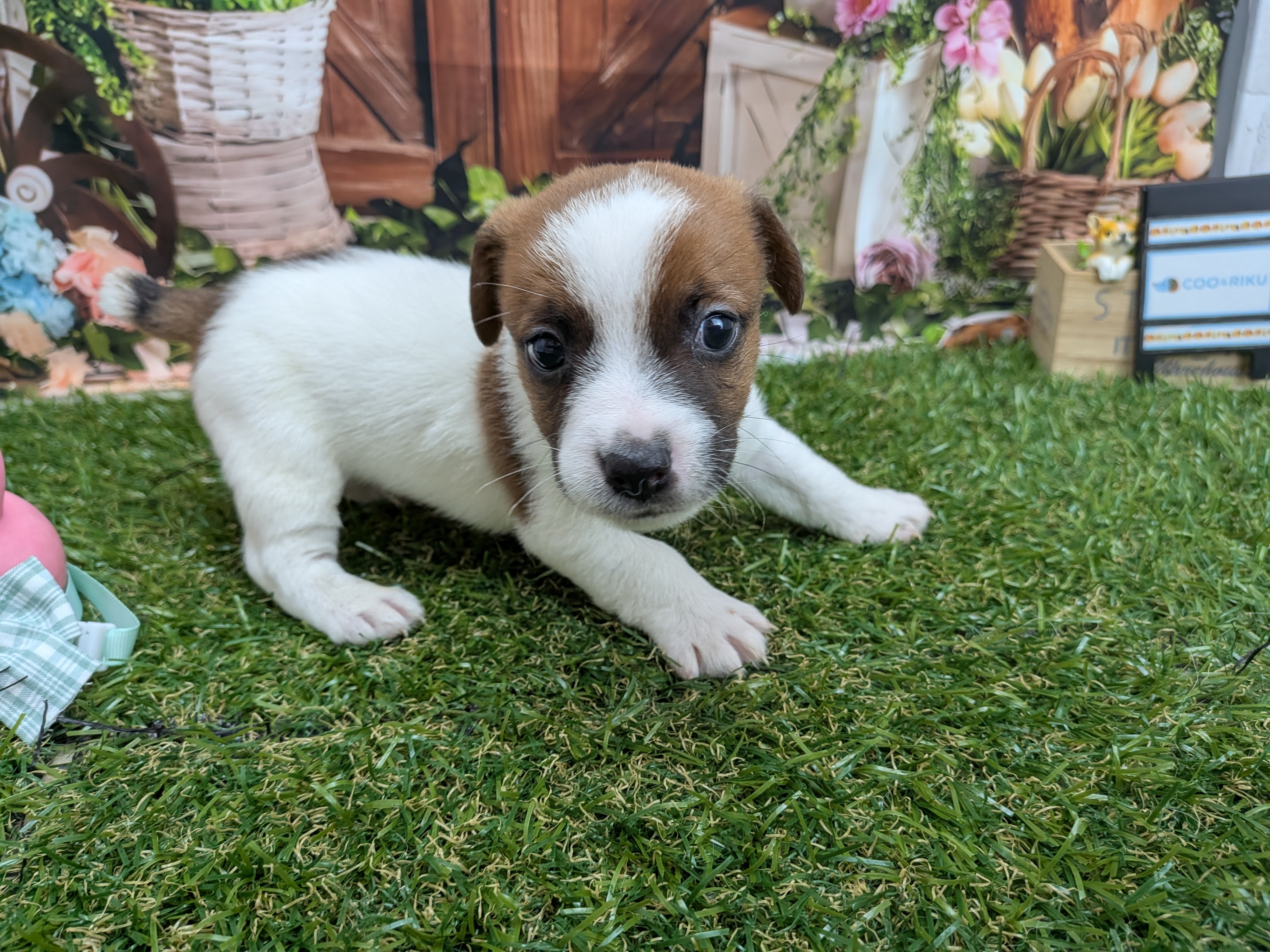 赤ちゃん写真2-2