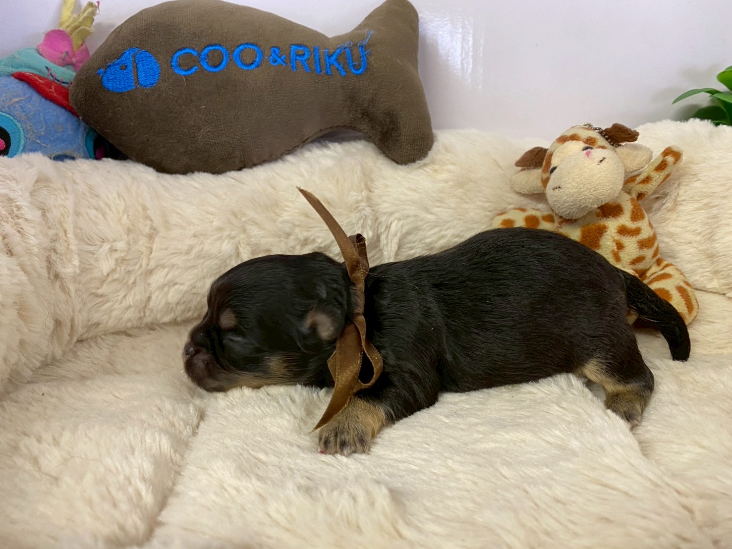 赤ちゃん写真1-2