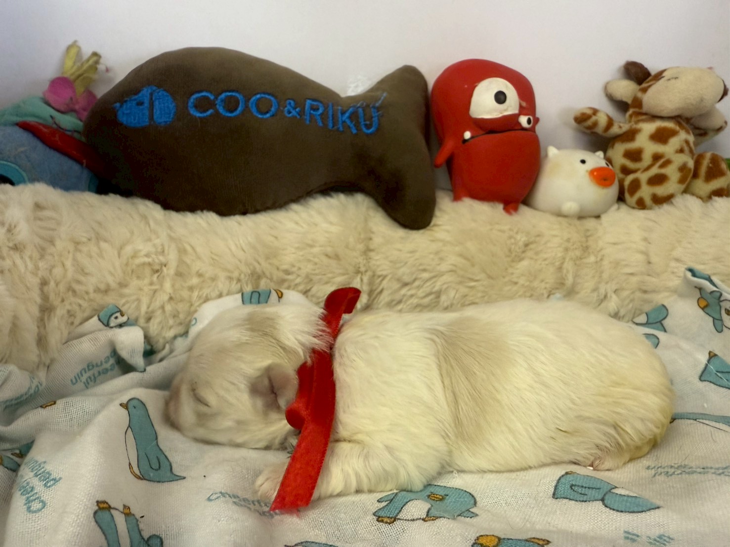 赤ちゃん写真1-2