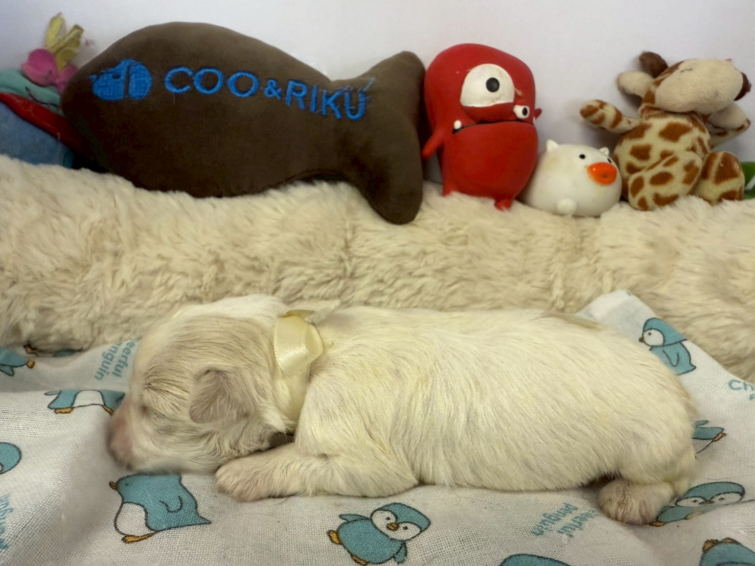 赤ちゃん写真1-2