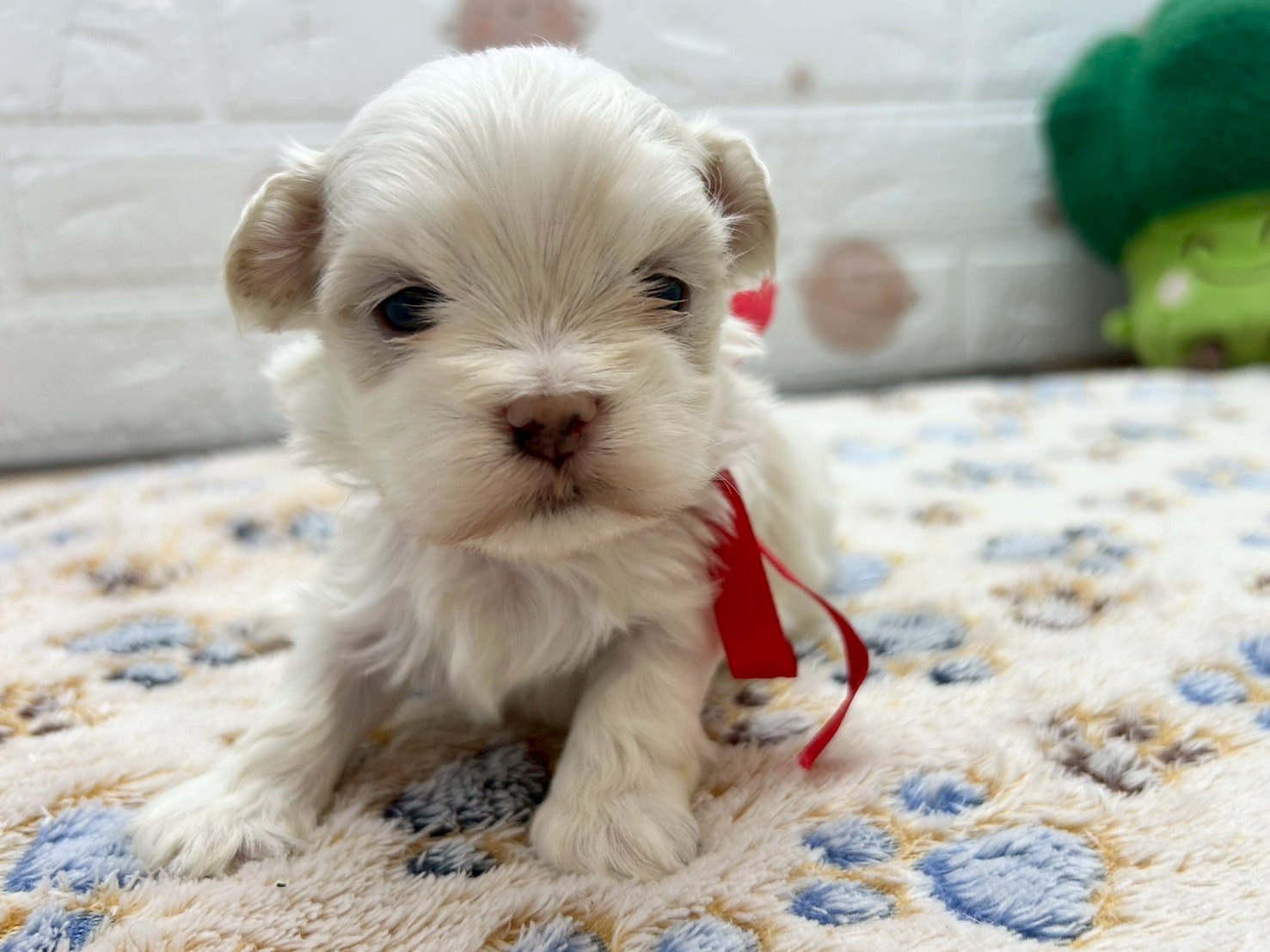 赤ちゃん写真2-1