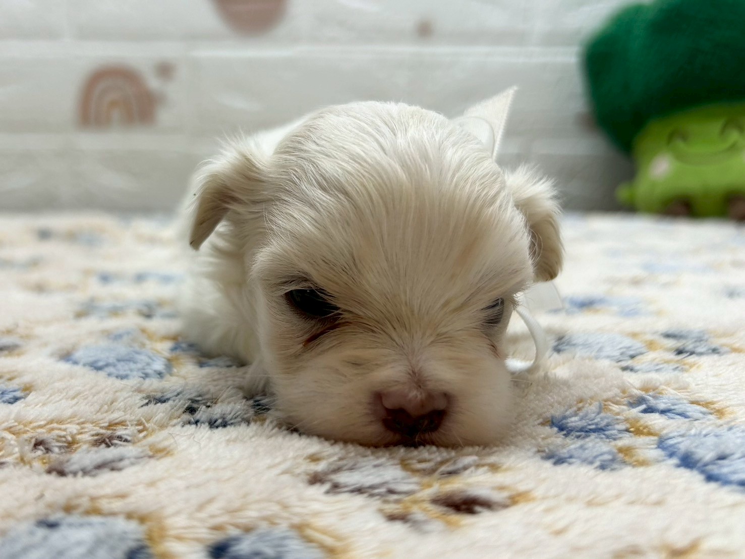 赤ちゃん写真2-1