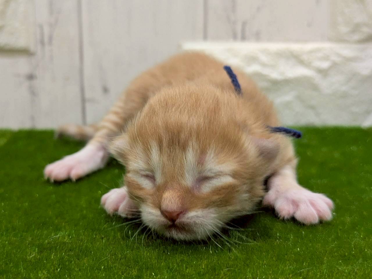 赤ちゃん写真1-1