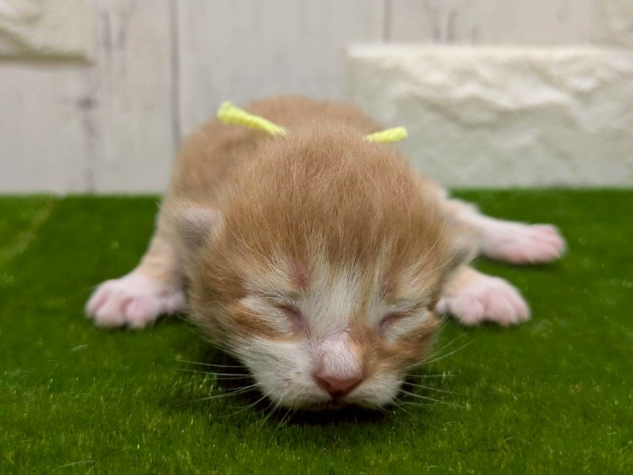 赤ちゃん写真1-1