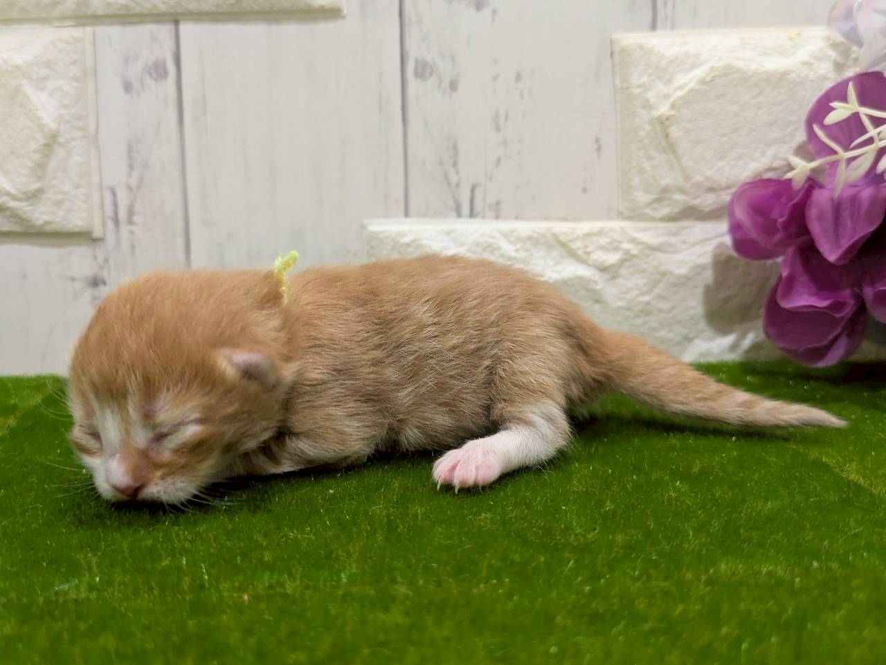 赤ちゃん写真1-2