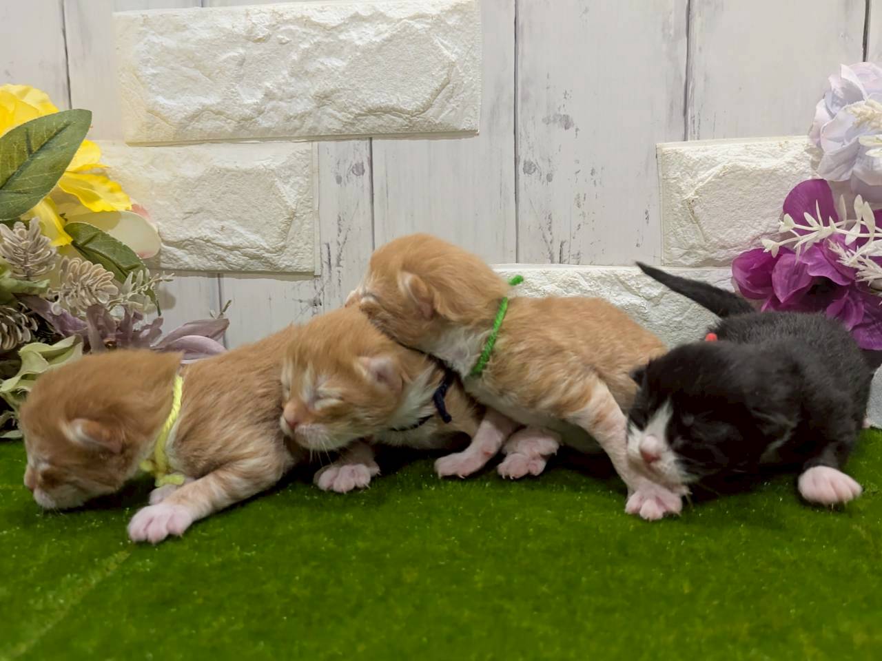 赤ちゃん写真1-3